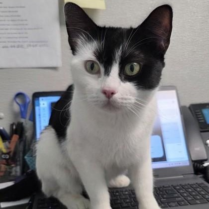 Cookie, ADOPTABLE, Adult Female Domestic Short Hair.