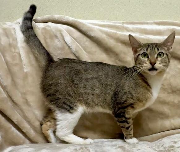 Enlarge Sheba, a Adoptable Domestic Short Hair in Miller Beach, IN image 1/1