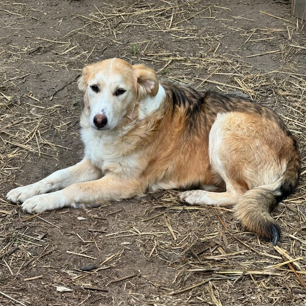 Lucille, a Adoptable mixed breed in Little Rock, AR image 2/2