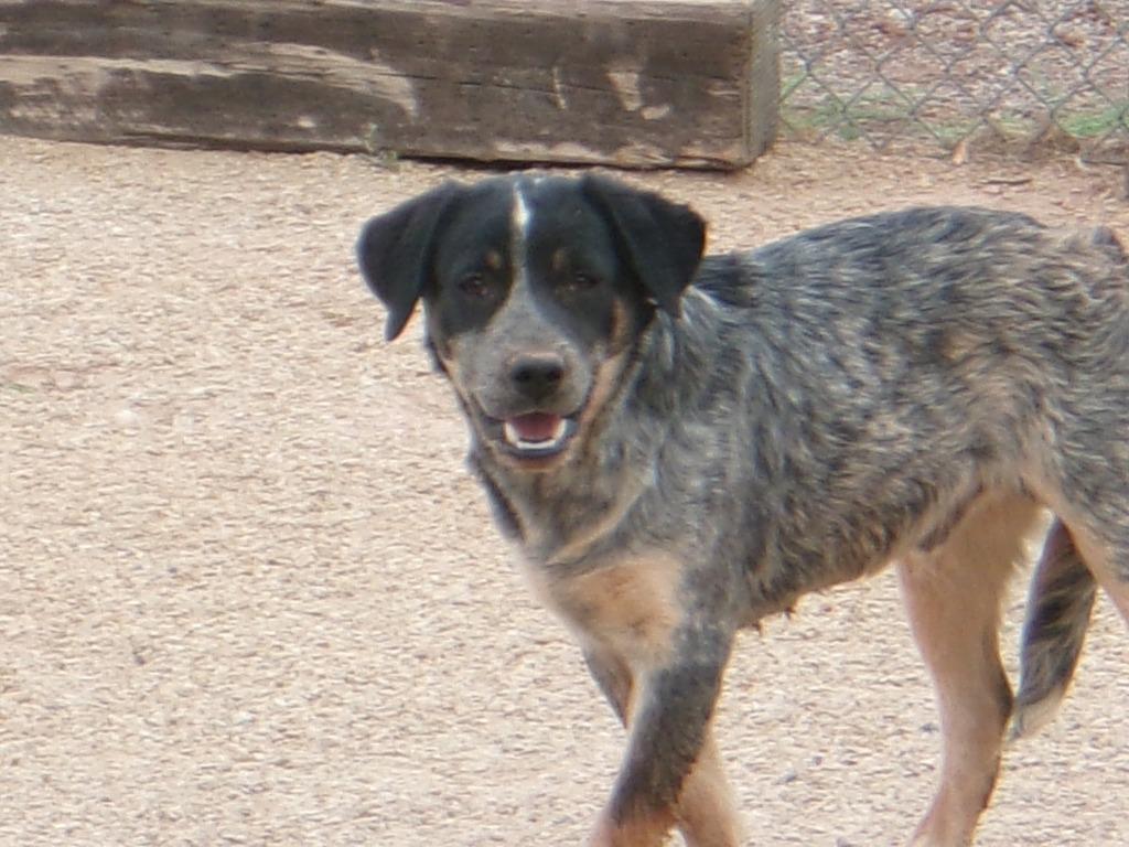 Enlarge Ruckus, a Adoptable Labrador Retriever in Winslow, AZ image 1/1