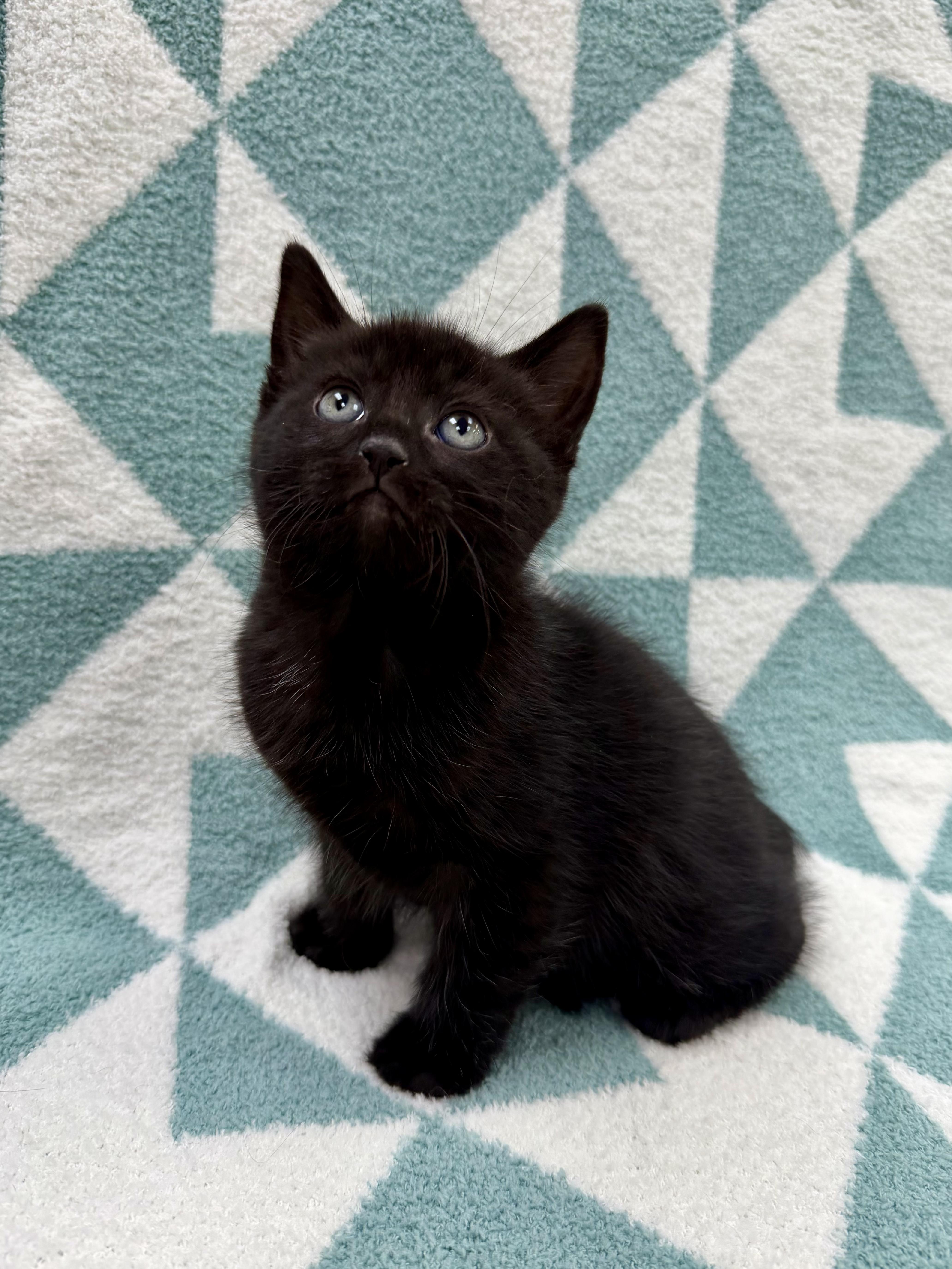 Don, adopted, Kitten Male Domestic Short Hair.