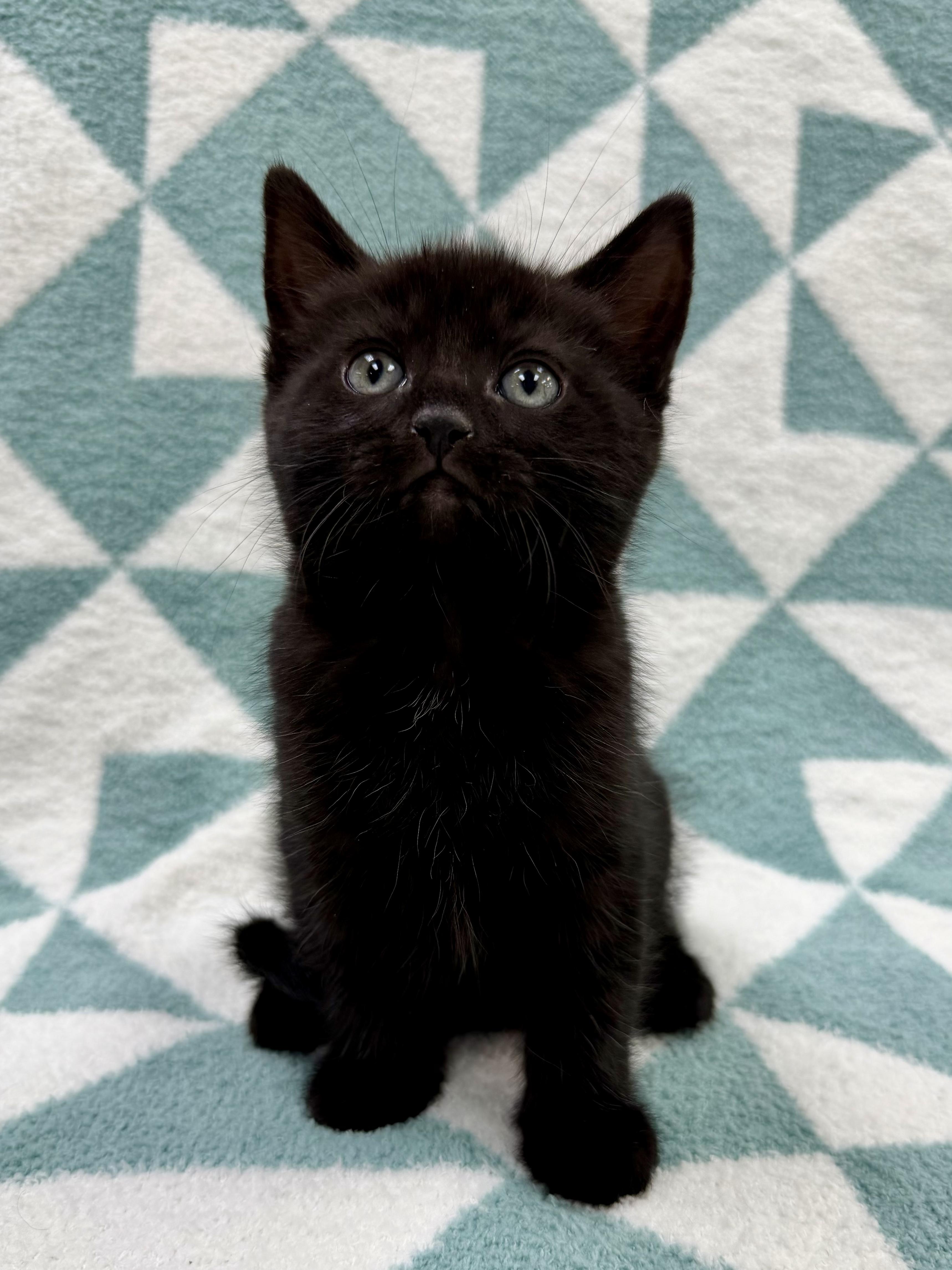 Enlarge Don, an adopted Domestic Short Hair in Columbus, OH image 3/5