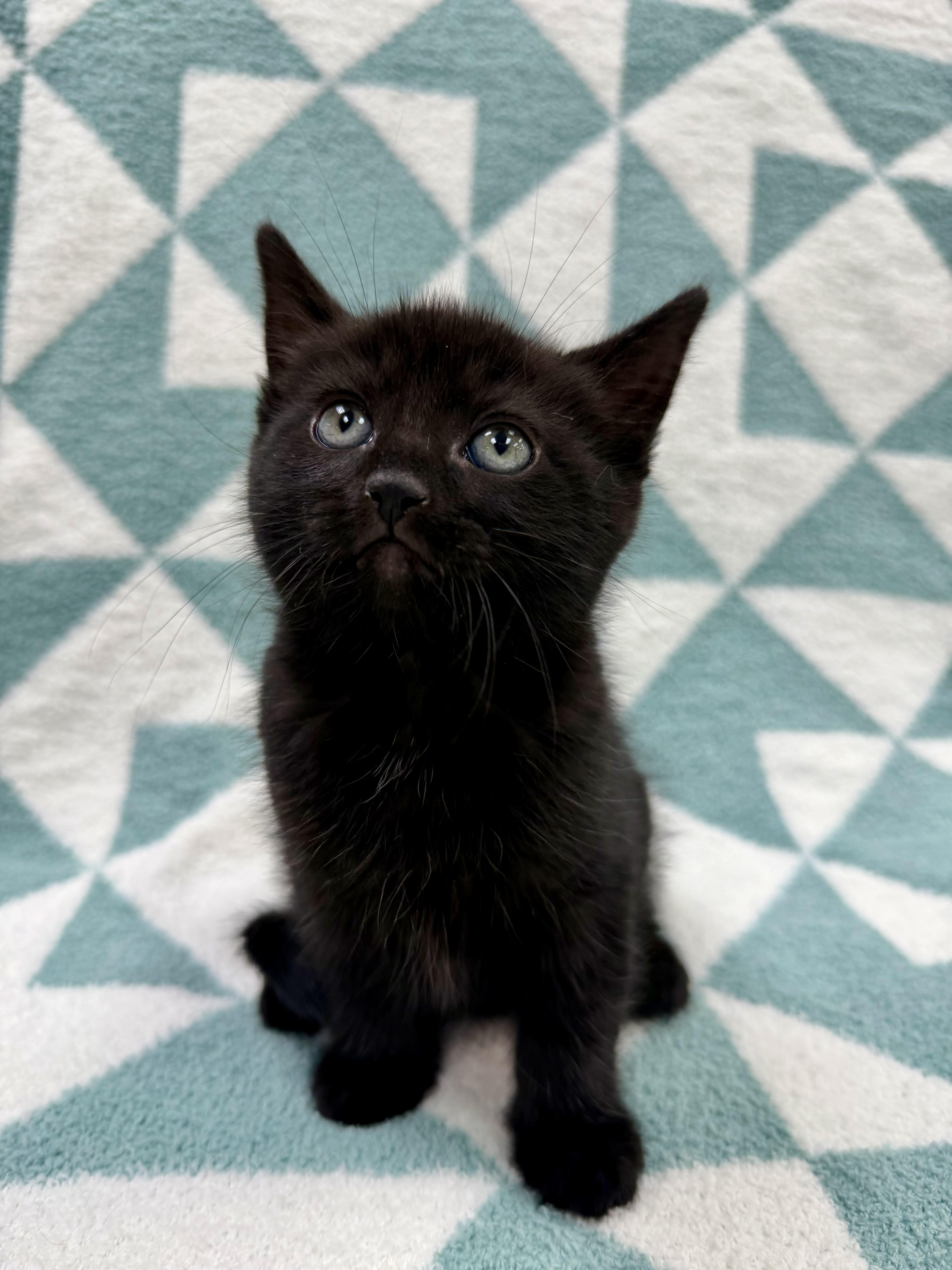 Enlarge Don, an adopted Domestic Short Hair in Columbus, OH image 5/5