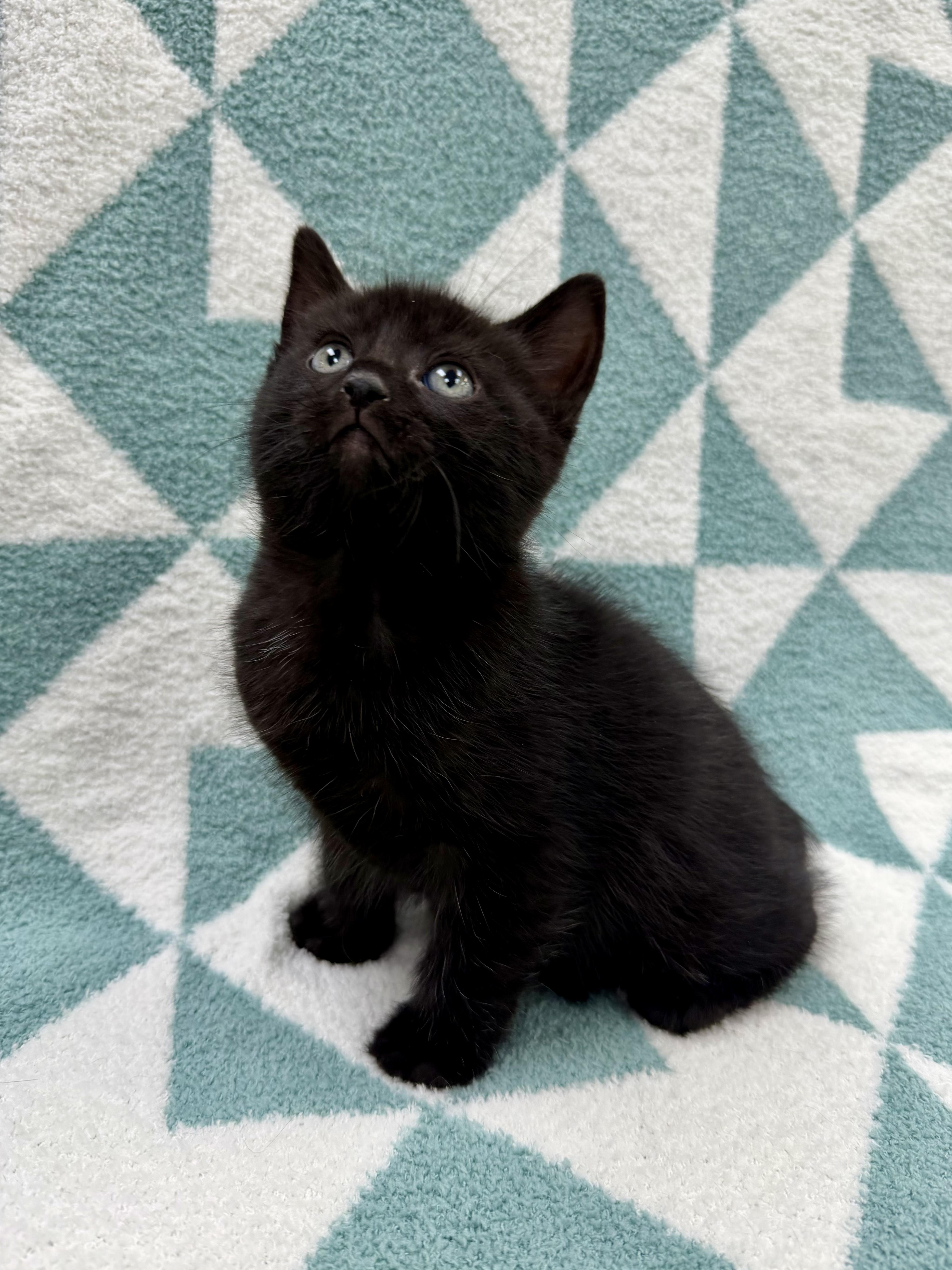 Enlarge Don, an adopted Domestic Short Hair in Columbus, OH image 2/5