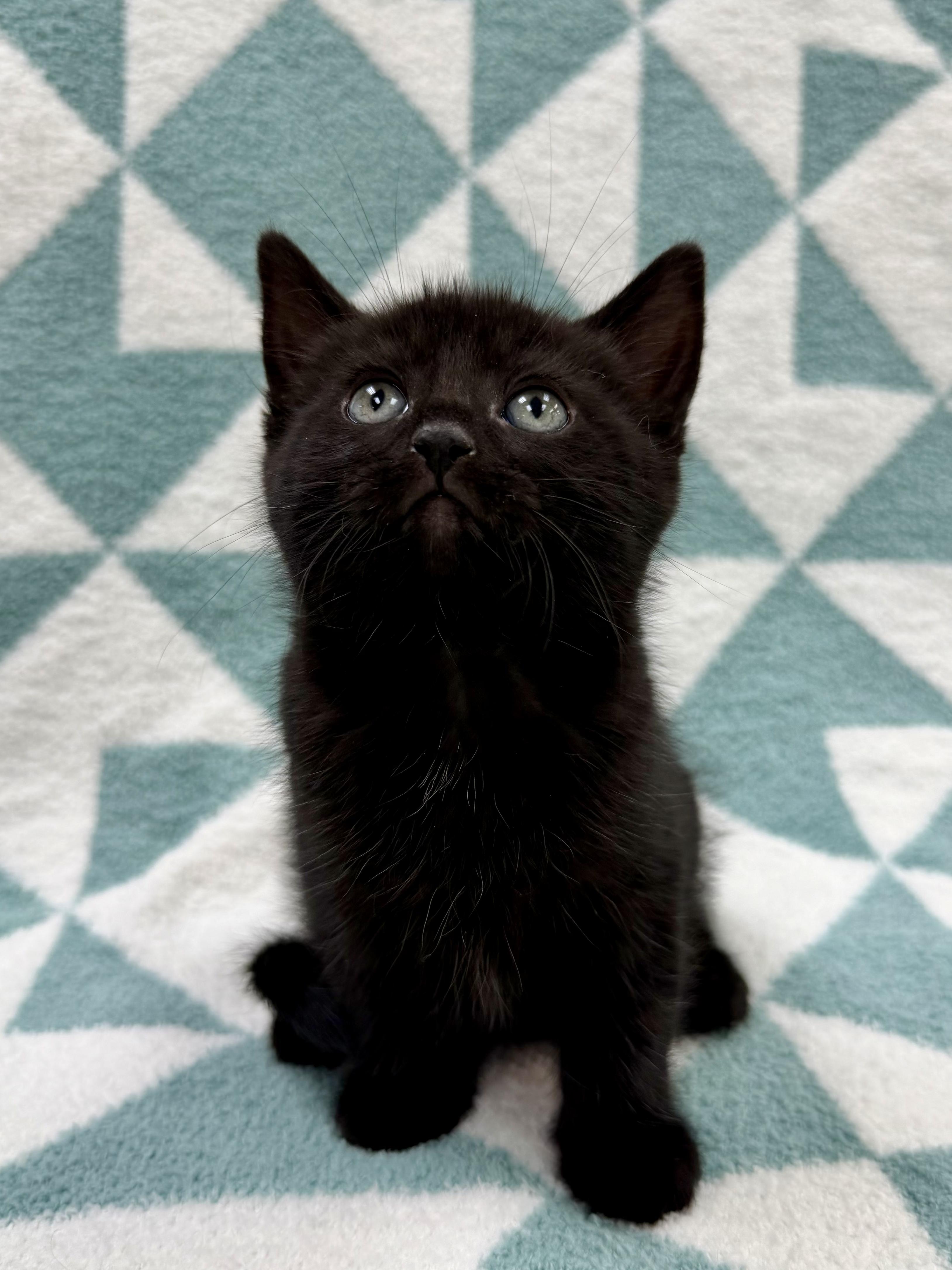 Enlarge Don, an adopted Domestic Short Hair in Columbus, OH image 4/5