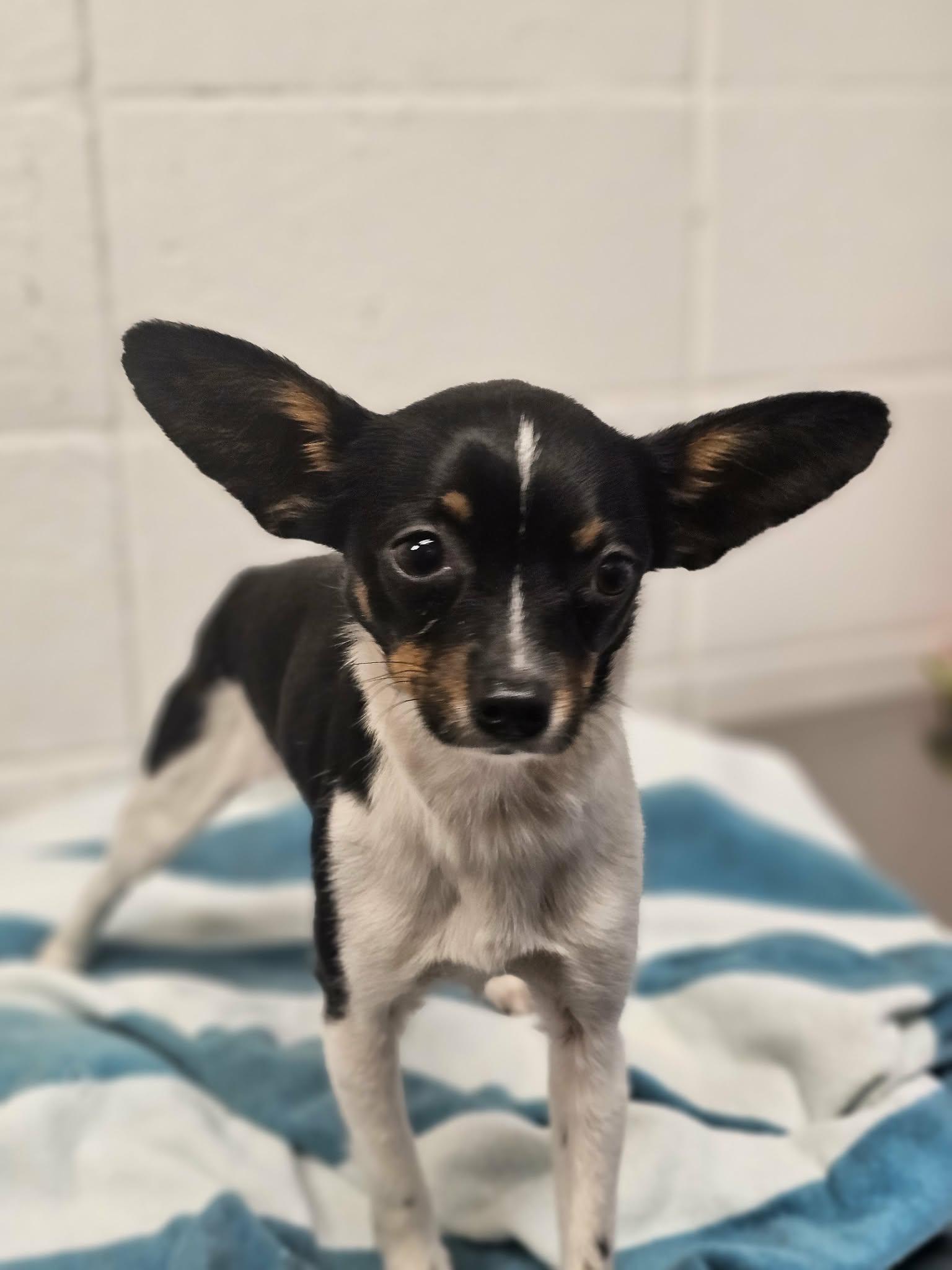 Ralphie, adopted, Puppy Male Chihuahua.