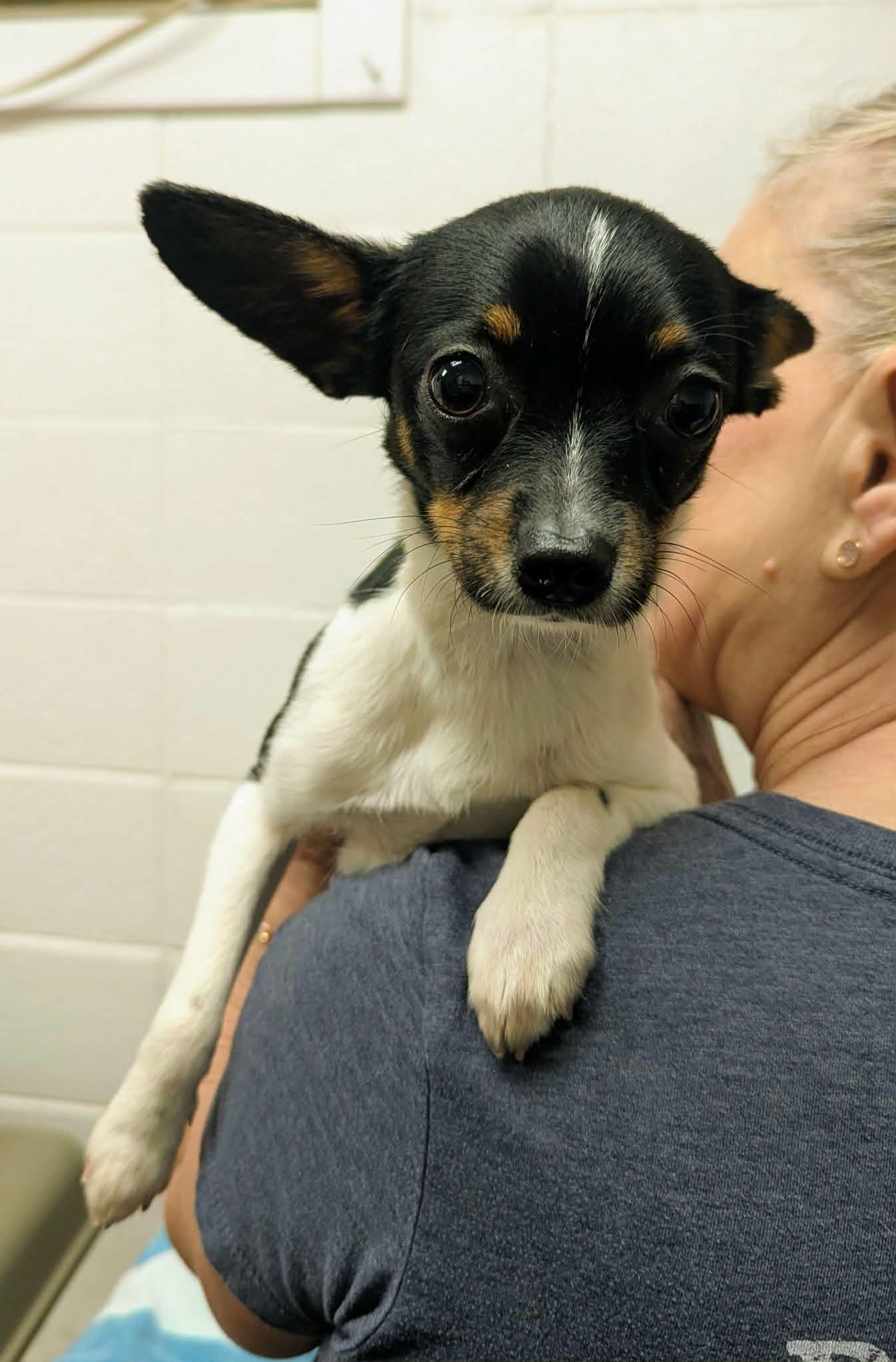 Enlarge Ralphie, an adopted mixed breed in Grants Pass, OR image 3/3