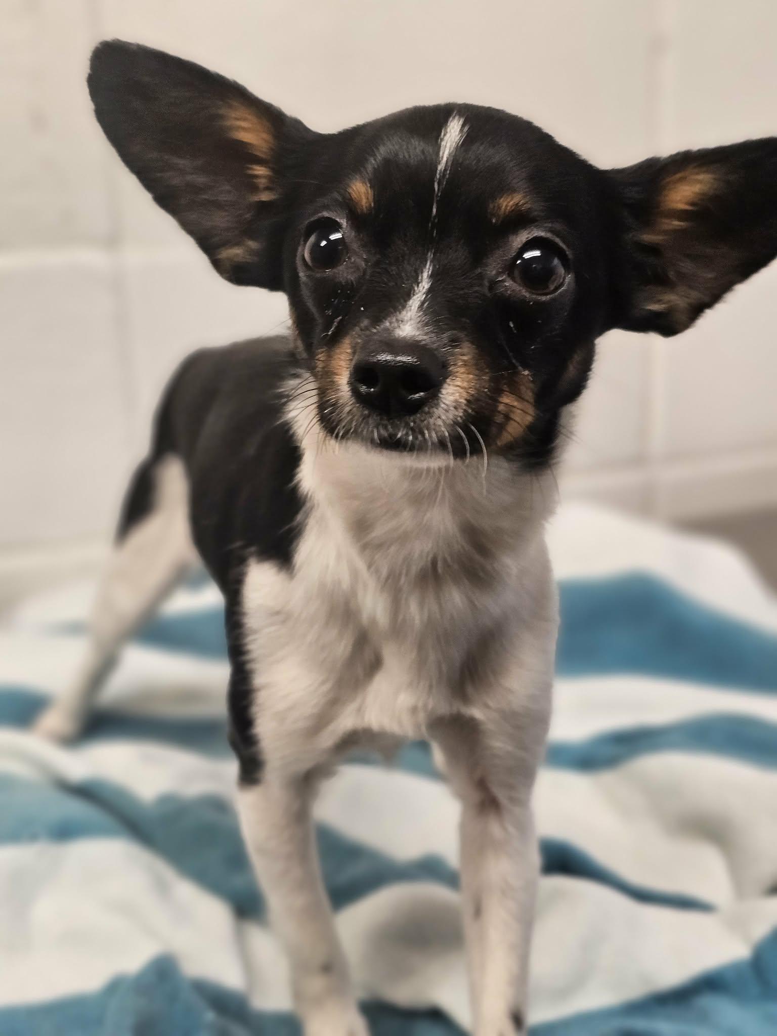 Enlarge Ralphie, an adopted mixed breed in Grants Pass, OR image 2/3