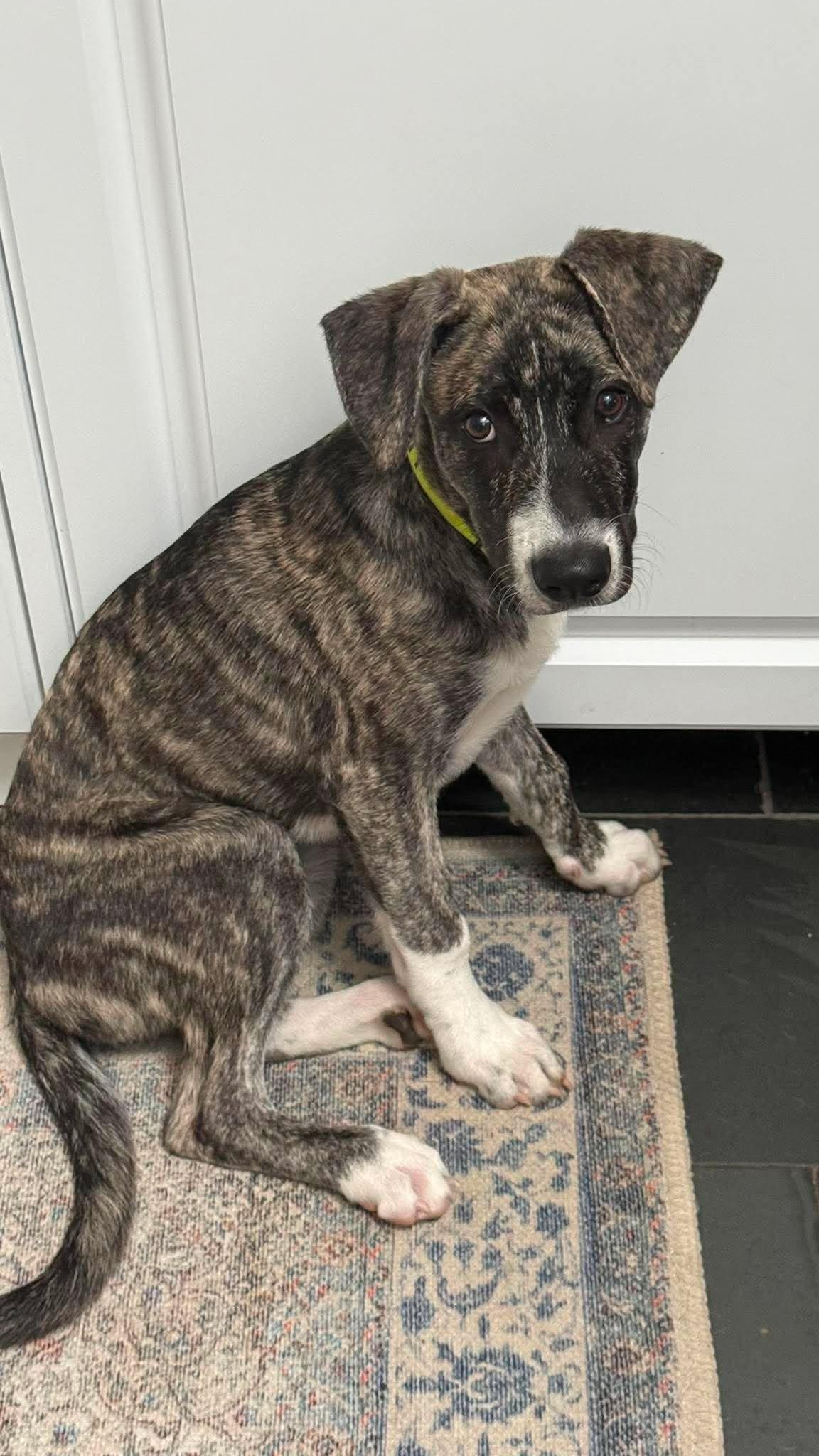 Enlarge Iggy, a ADOPTABLE mixed breed in Huntington, NY image 5/6