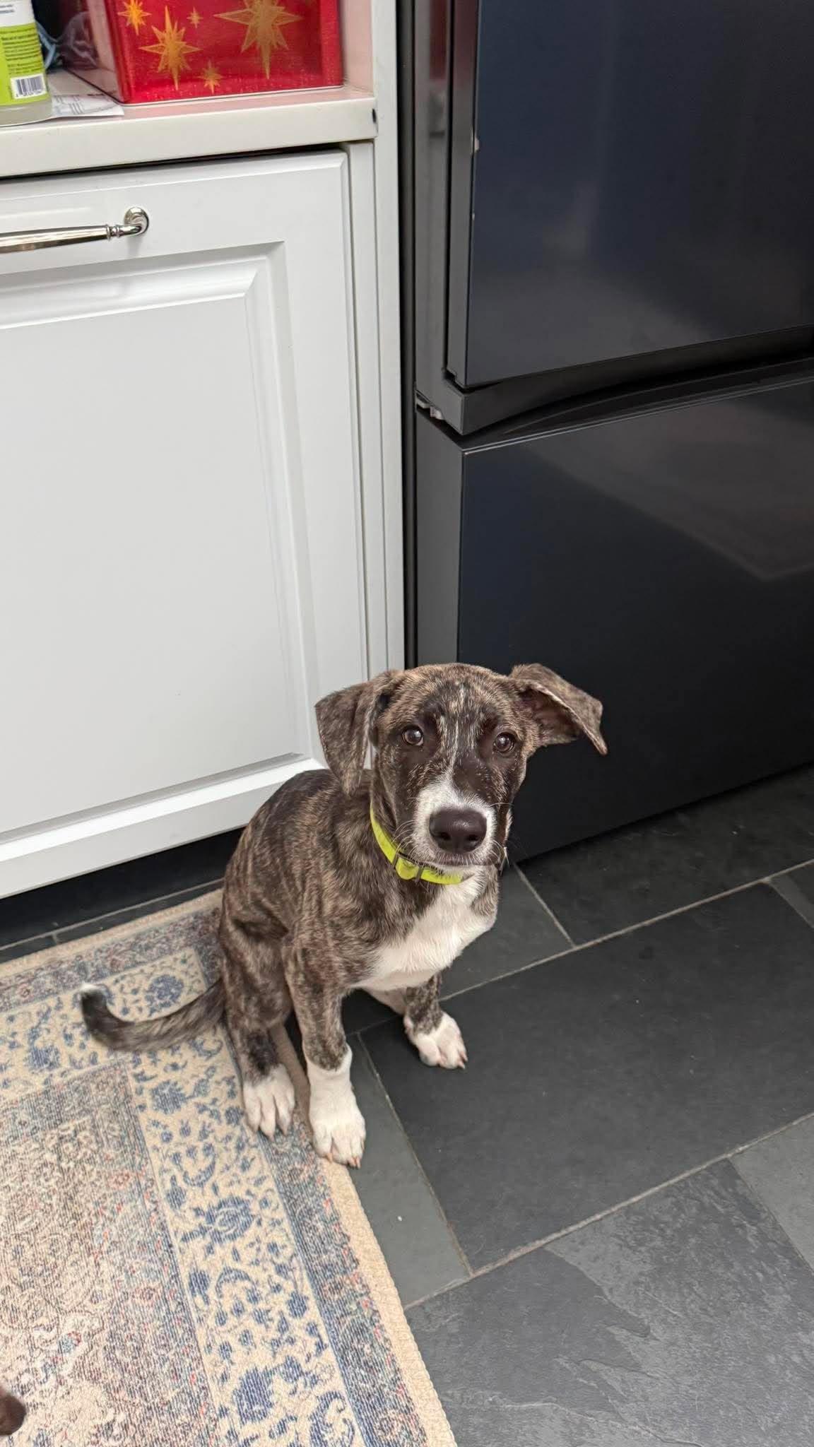 Enlarge Iggy, a ADOPTABLE mixed breed in Huntington, NY image 2/6