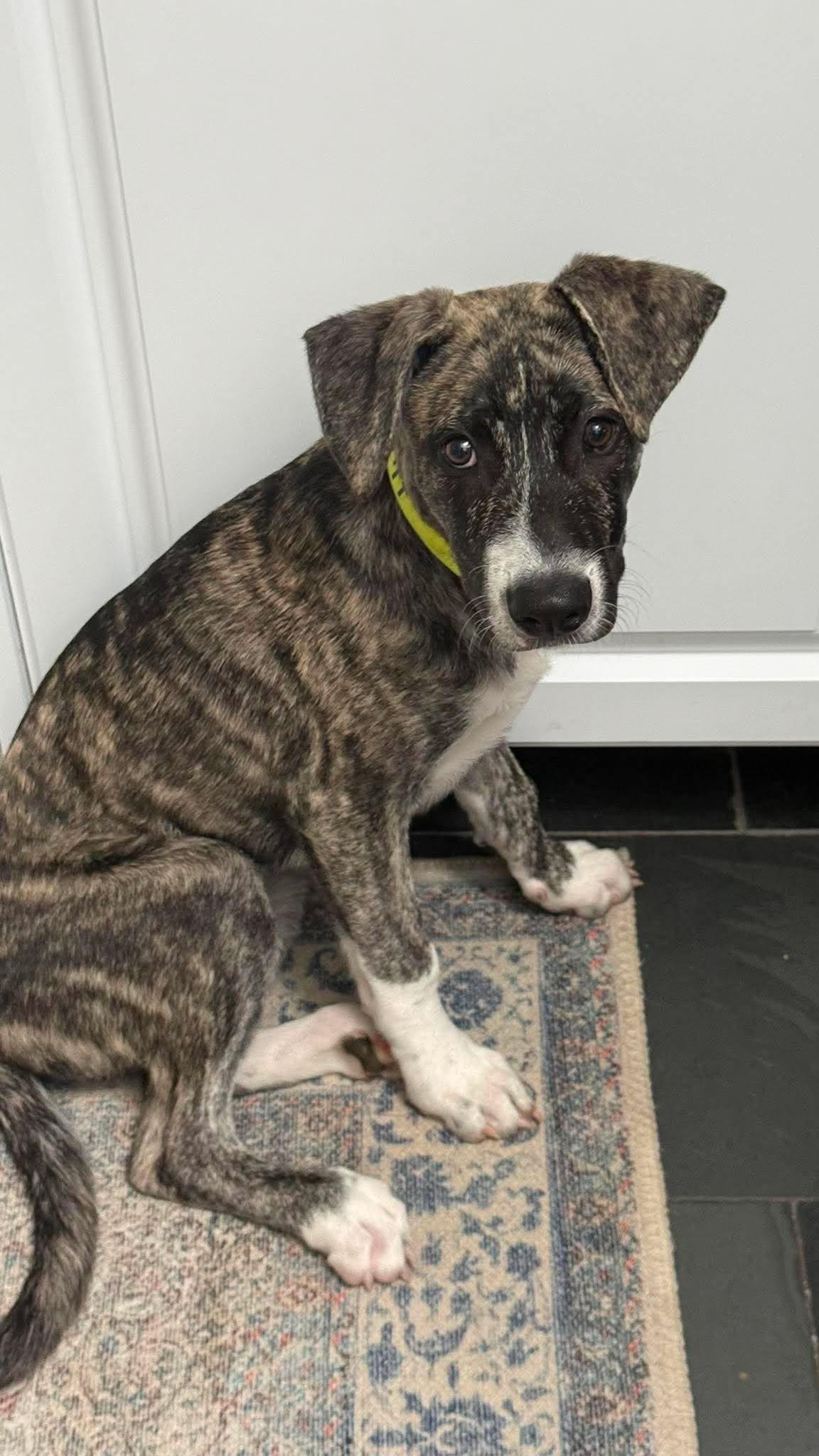 Enlarge Iggy, a ADOPTABLE mixed breed in Huntington, NY image 3/6