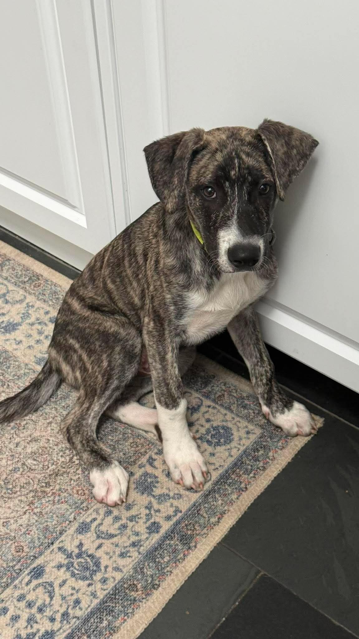 Iggy, ADOPTABLE, Puppy Male Labrador Retriever.
