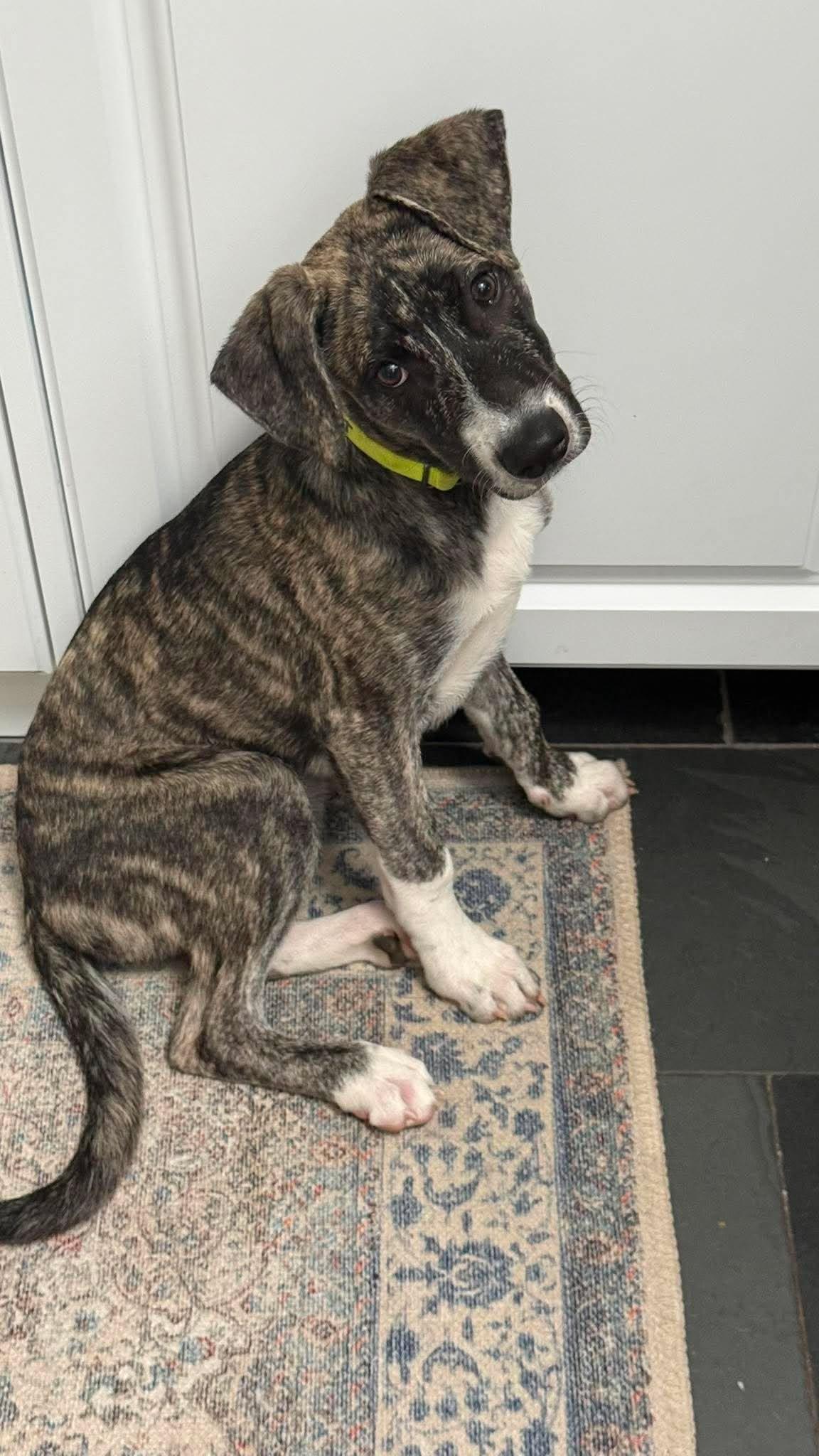 Enlarge Iggy, a ADOPTABLE mixed breed in Huntington, NY image 4/6