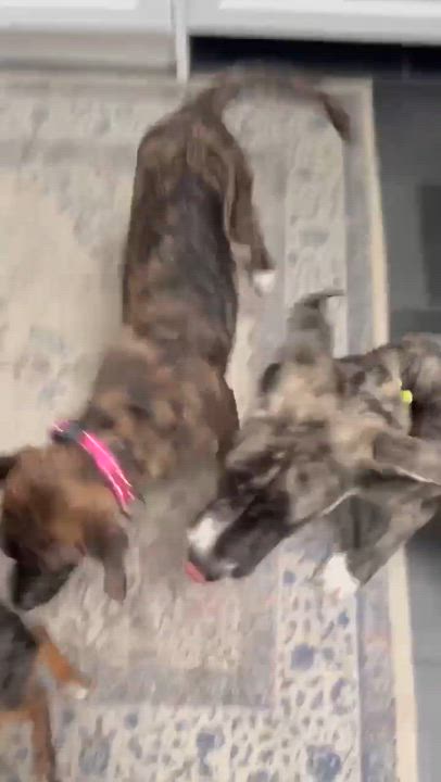 Enlarge Iggy, a ADOPTABLE mixed breed in Huntington, NY video 6/6