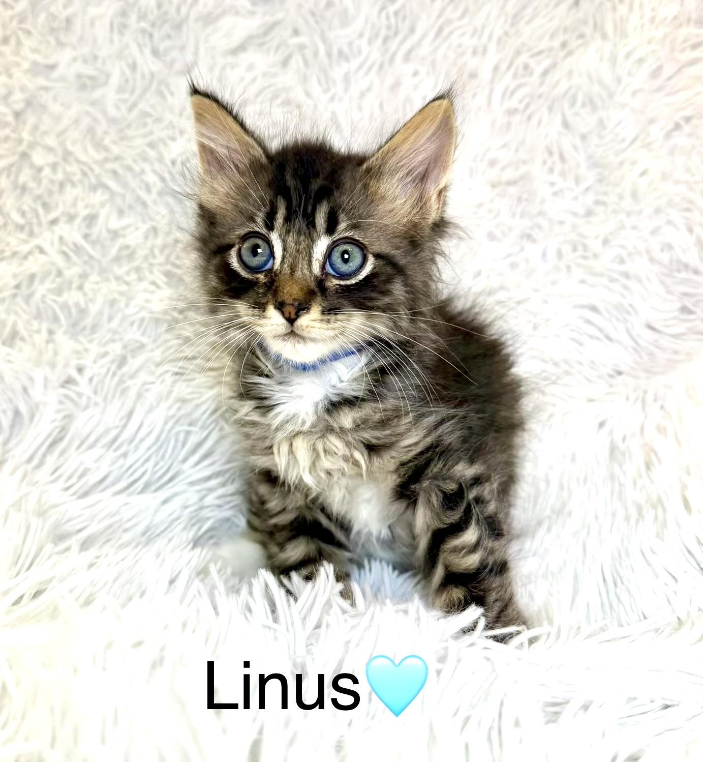 Linus, ADOPTABLE, Kitten Male Domestic Medium Hair.