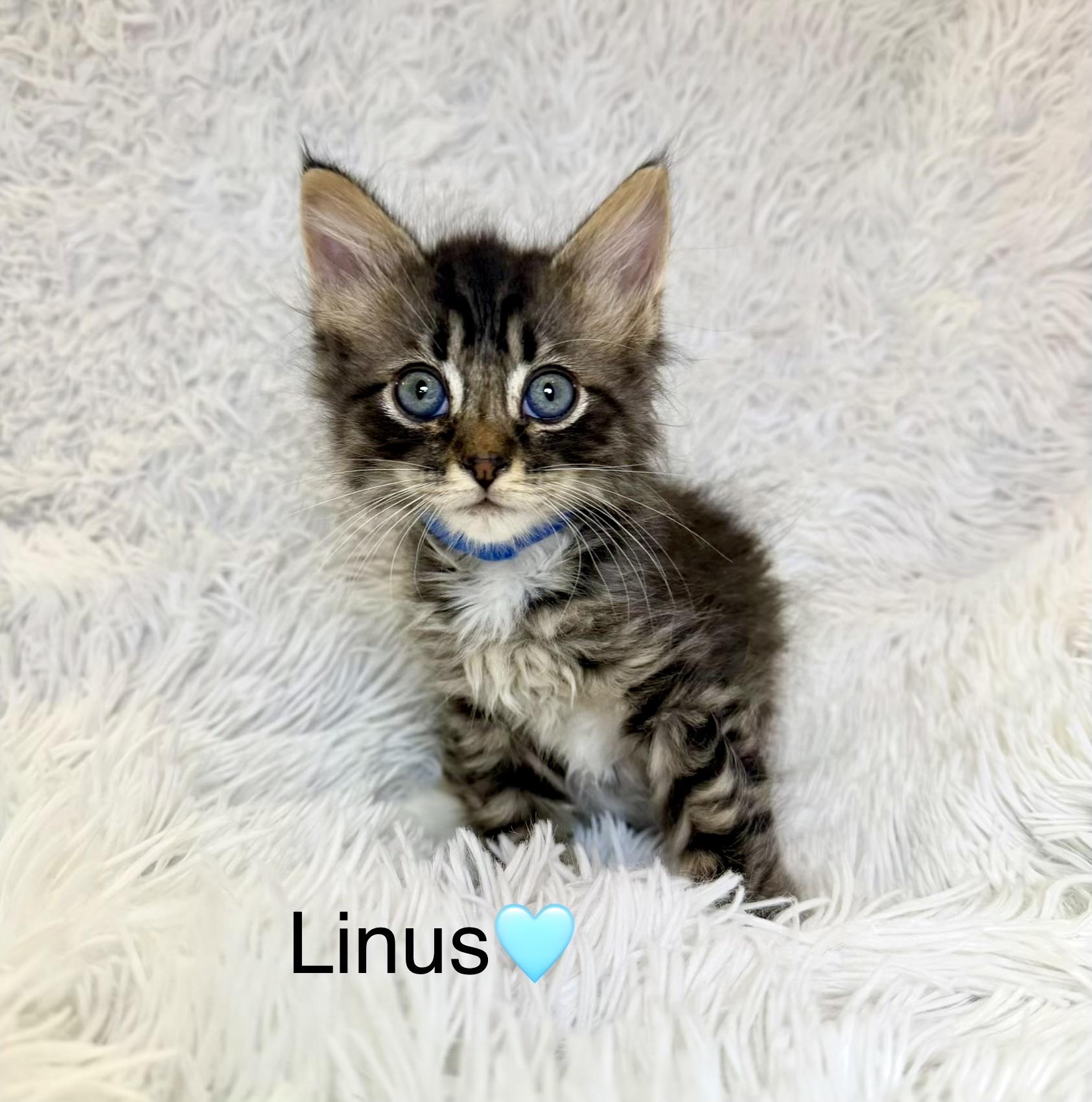 Linus, a ADOPTABLE Domestic Medium Hair in Copley, OH image 2/2
