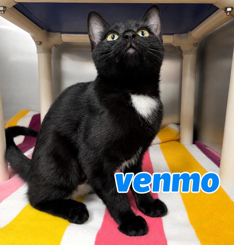 Venmo, Adoptable, Kitten Female Domestic Short Hair.