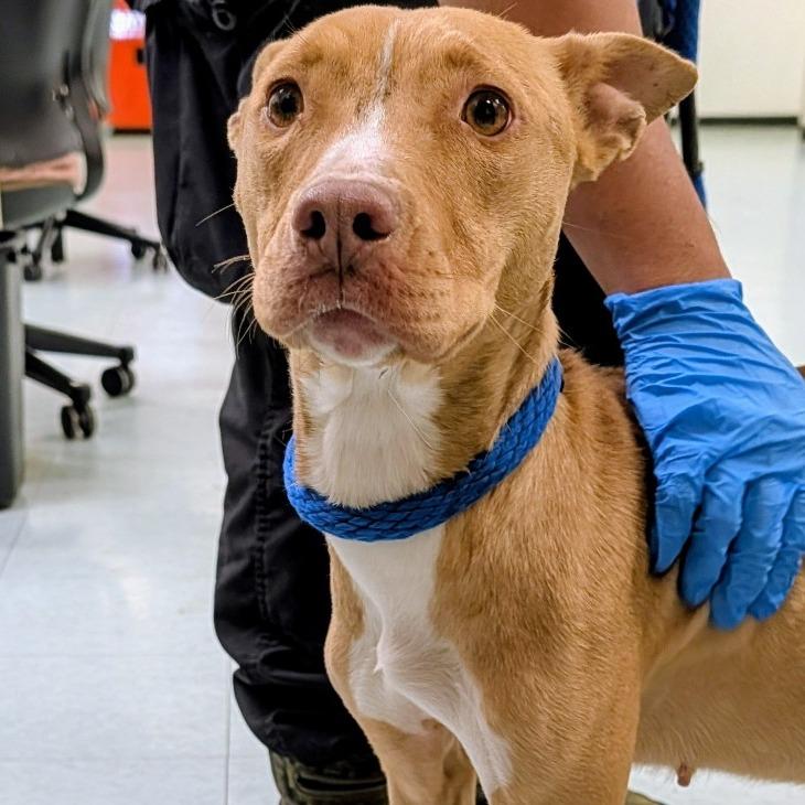 Possum, Adoptable, Adult Female Mixed Breed.