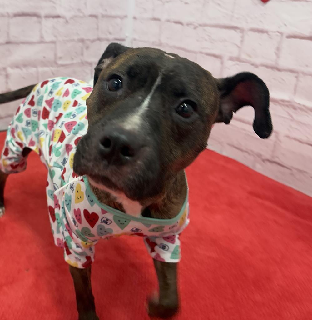 Enlarge Kalila, a Adoptable mixed breed in Detroit, MI image 1/6