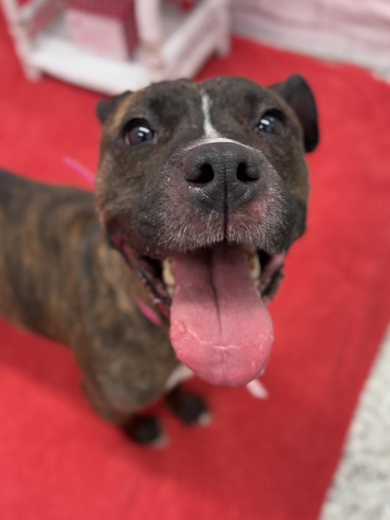 Enlarge Kalila, a Adoptable mixed breed in Detroit, MI image 2/6