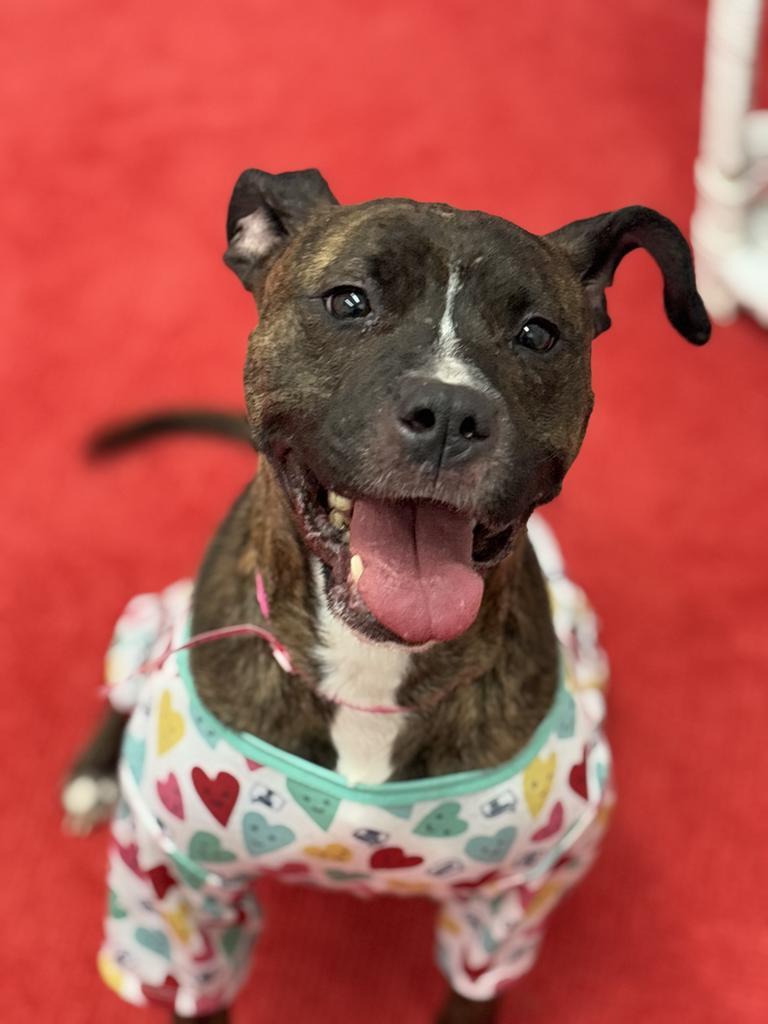 Enlarge Kalila, a Adoptable mixed breed in Detroit, MI image 3/6