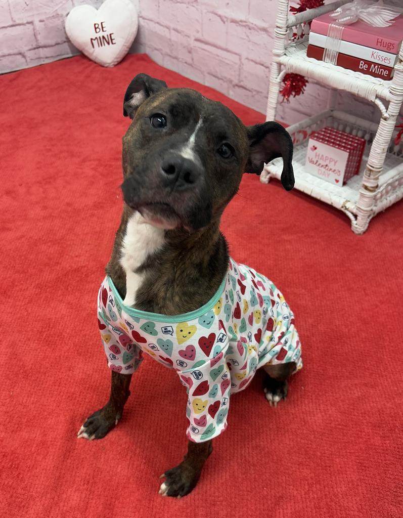 Enlarge Kalila, a Adoptable mixed breed in Detroit, MI image 4/6