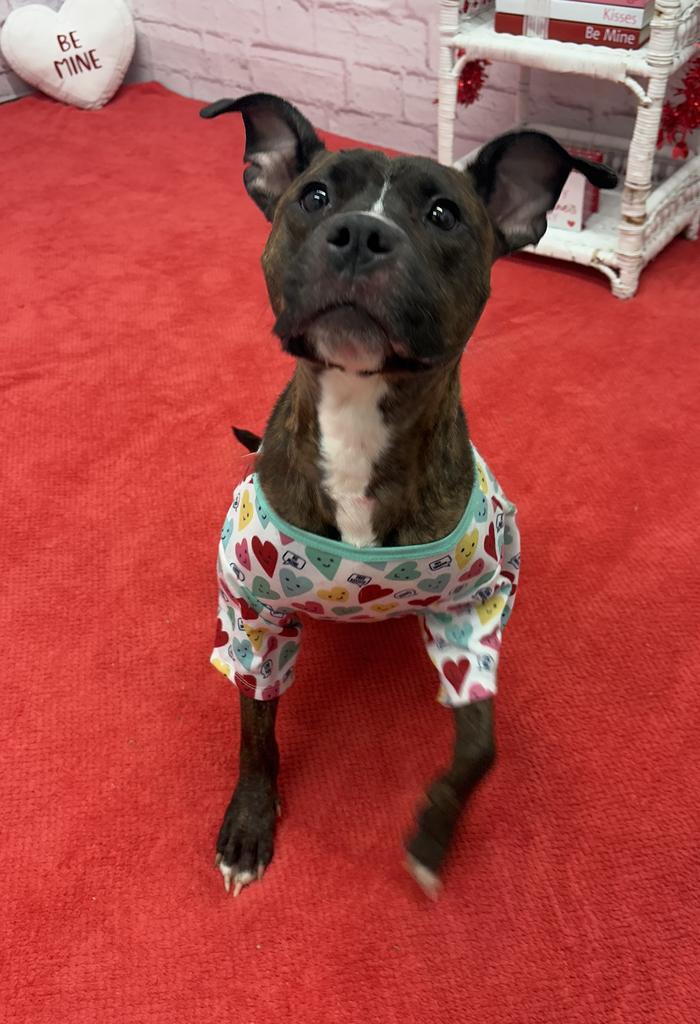 Enlarge Kalila, a Adoptable mixed breed in Detroit, MI image 5/6