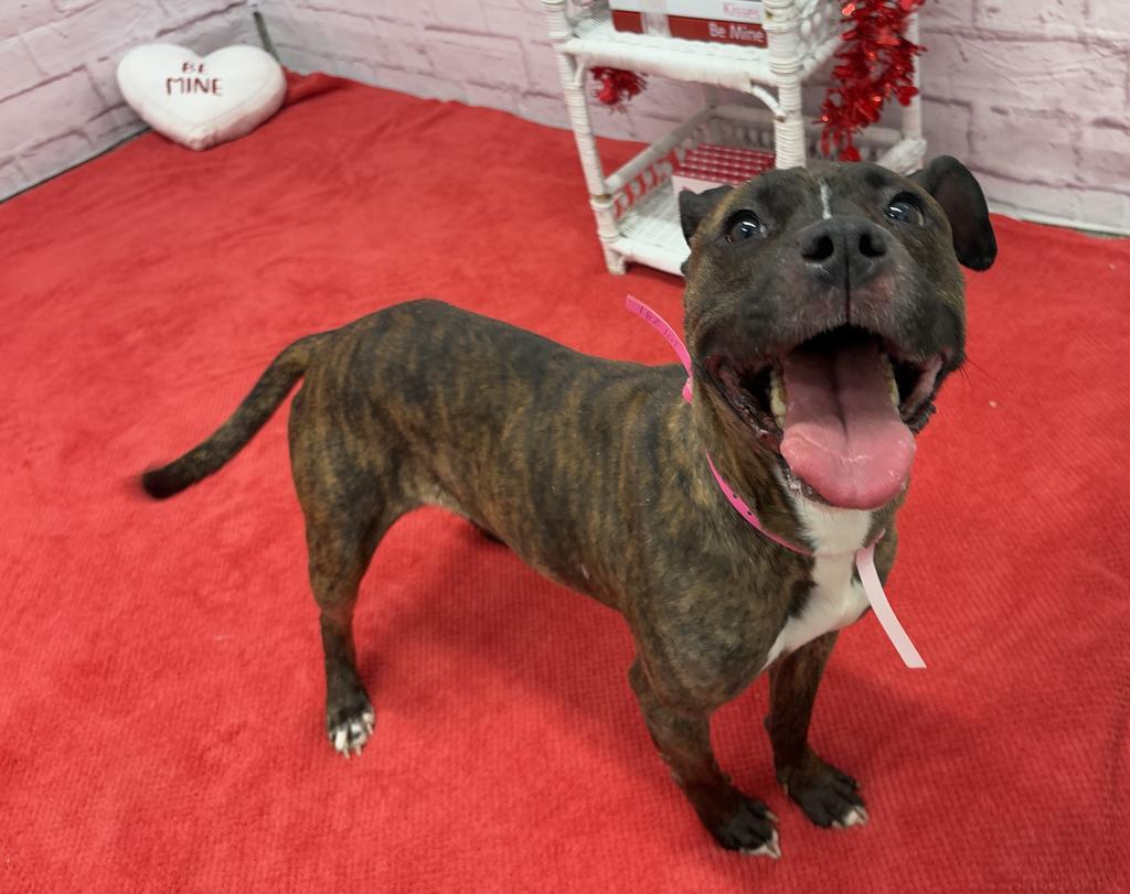 Enlarge Kalila, a Adoptable mixed breed in Detroit, MI image 6/6