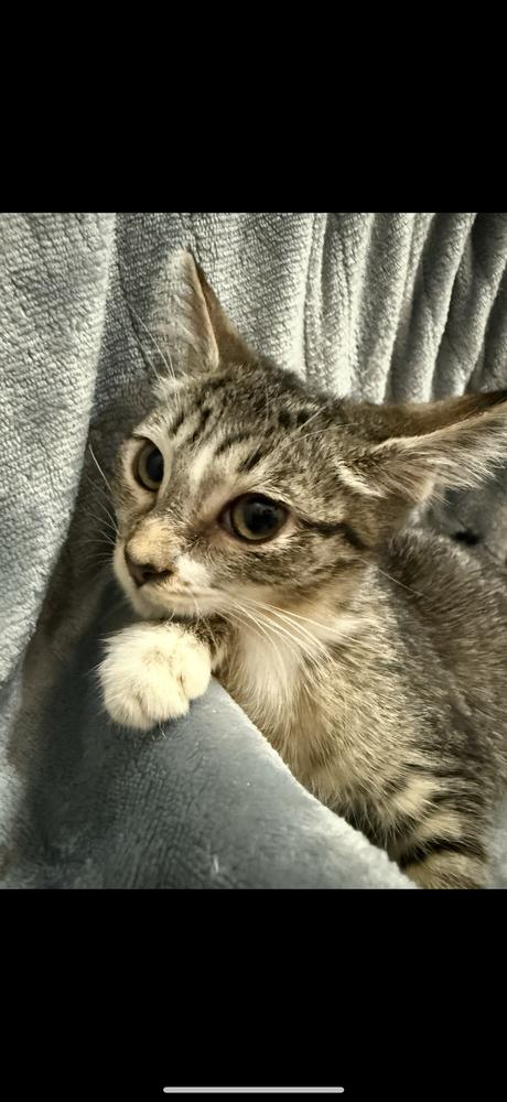 Enlarge Claudette, a Adoptable mixed breed in Wheaton, IL image 1/6