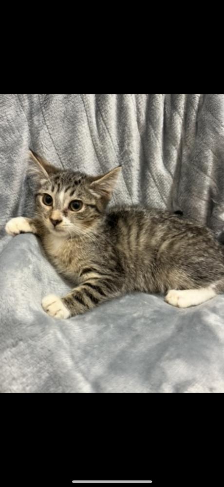 Enlarge Claudette, a Adoptable mixed breed in Wheaton, IL image 2/6