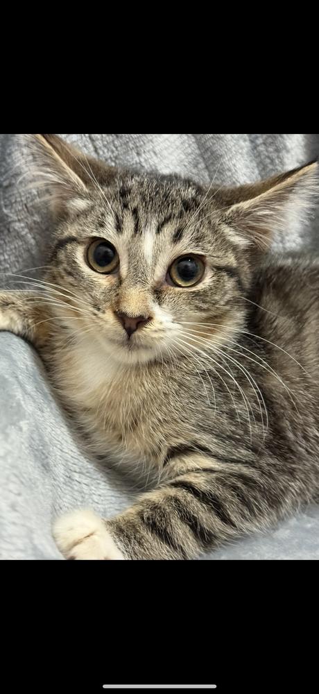 Enlarge Claudette, a Adoptable mixed breed in Wheaton, IL image 3/6