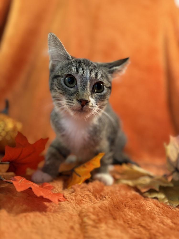 Enlarge Claudette, a Adoptable mixed breed in Wheaton, IL image 5/6