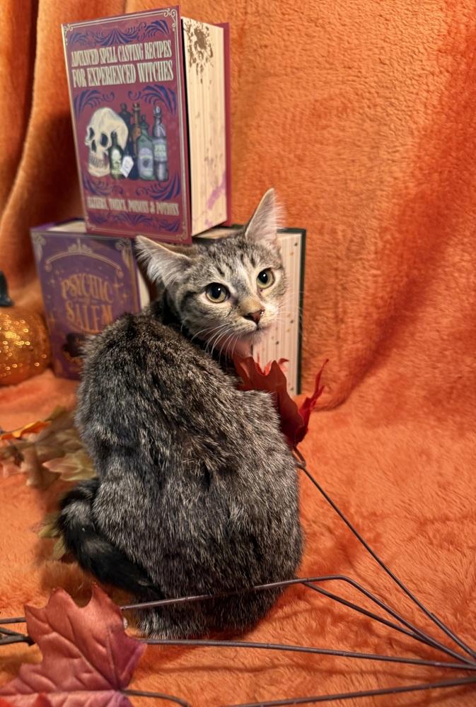 Enlarge Claudette, a Adoptable mixed breed in Wheaton, IL image 6/6