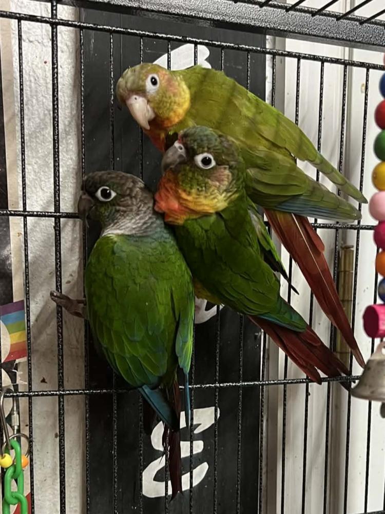 Reaper, Adoptable, Adult Male Conure.