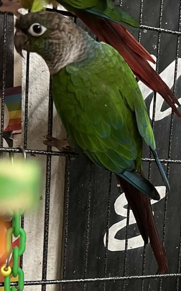 Enlarge Reaper, a Adoptable Conure in West Mifflin, PA image 2/2
