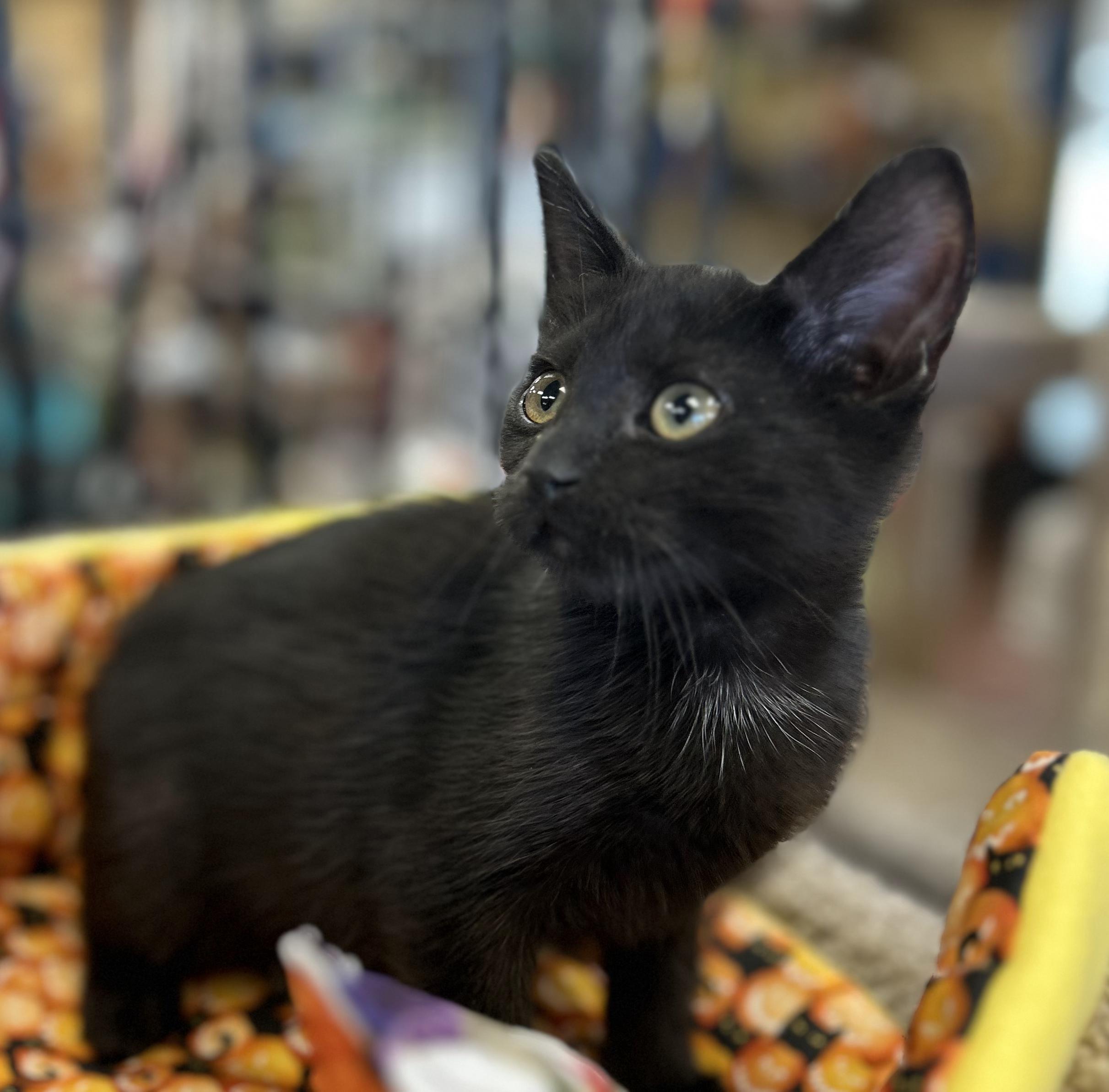Pandora, Adoptable, Kitten Female Domestic Short Hair.