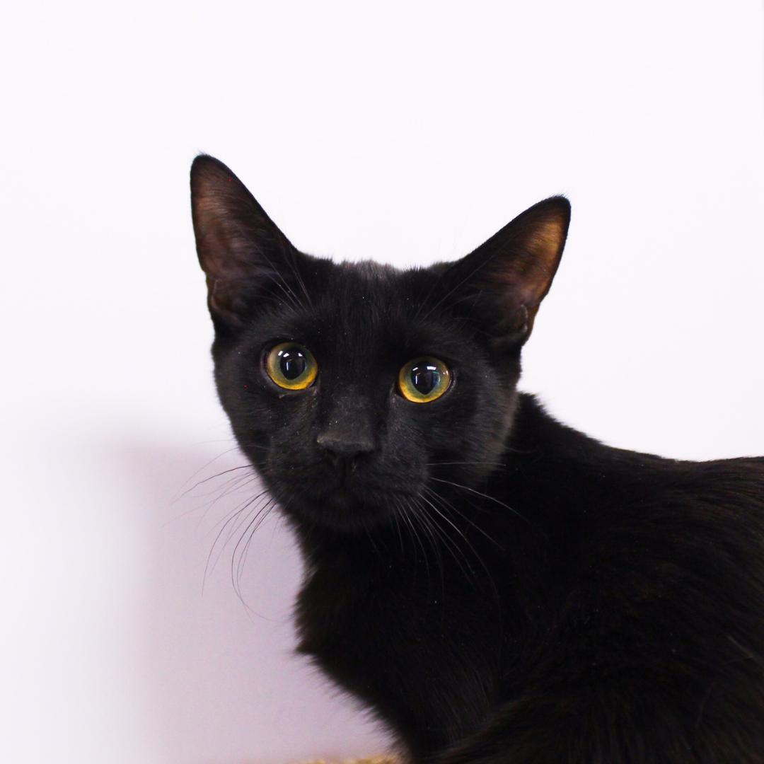 Enlarge Pandora, a Adoptable Domestic Short Hair in Wayne, NJ image 1/3