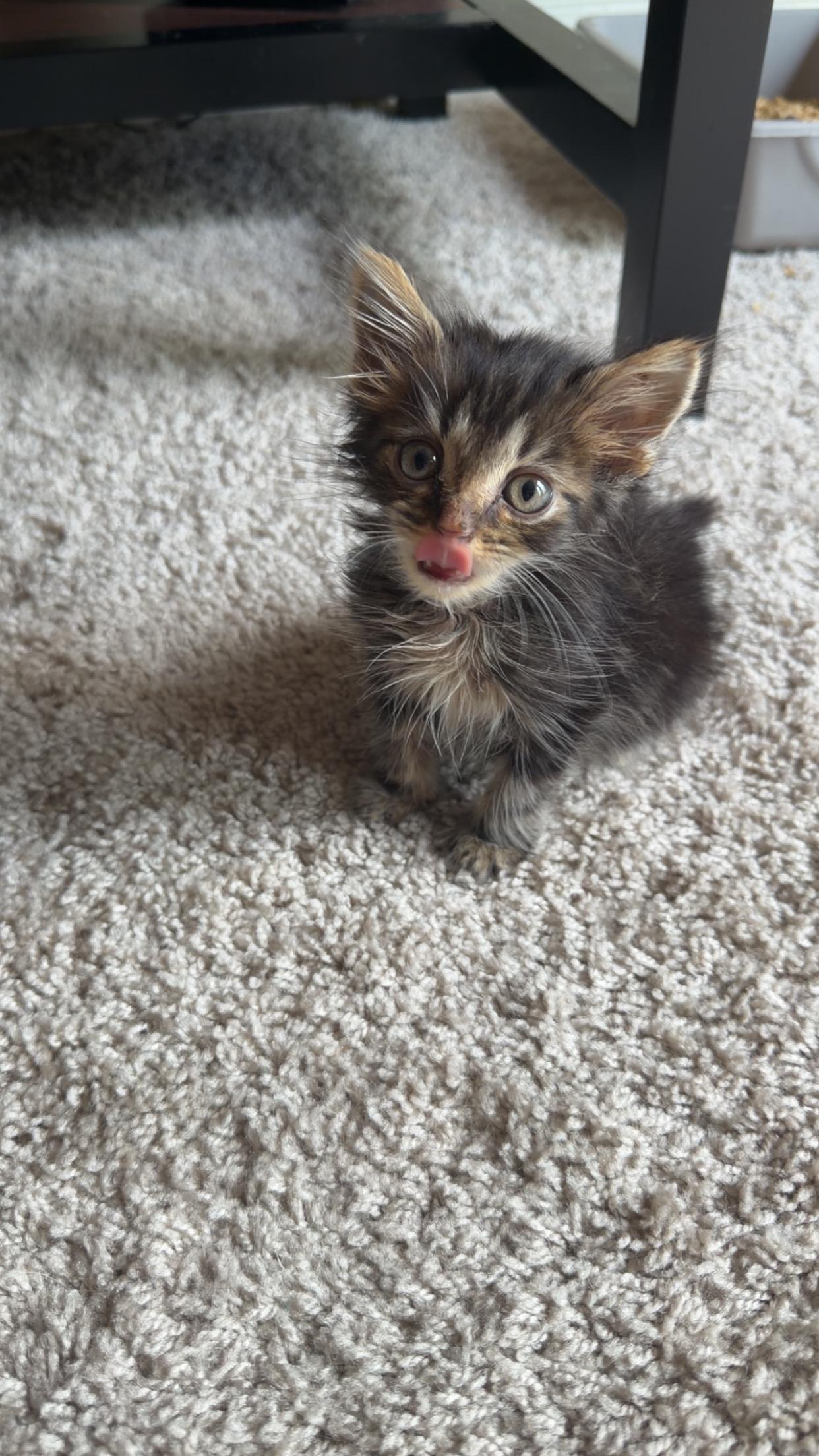 Oz, adopted, Kitten Male Tabby & Domestic Short Hair.
