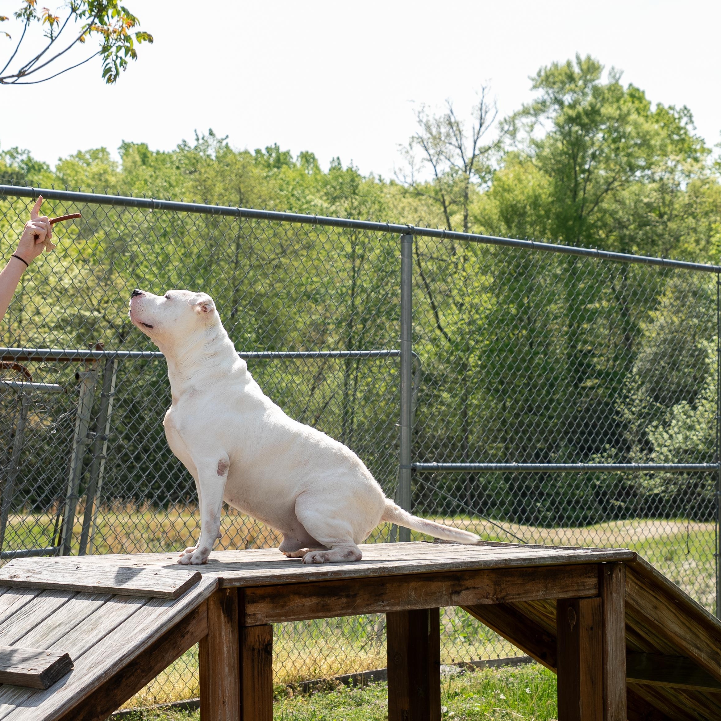 Enlarge Moonshine, a Adoptable mixed breed in King George, VA image 2/4