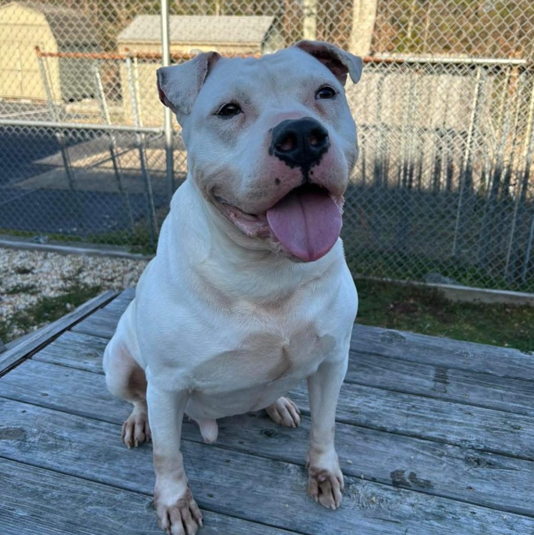 Enlarge Moonshine, a Adoptable mixed breed in King George, VA image 1/4