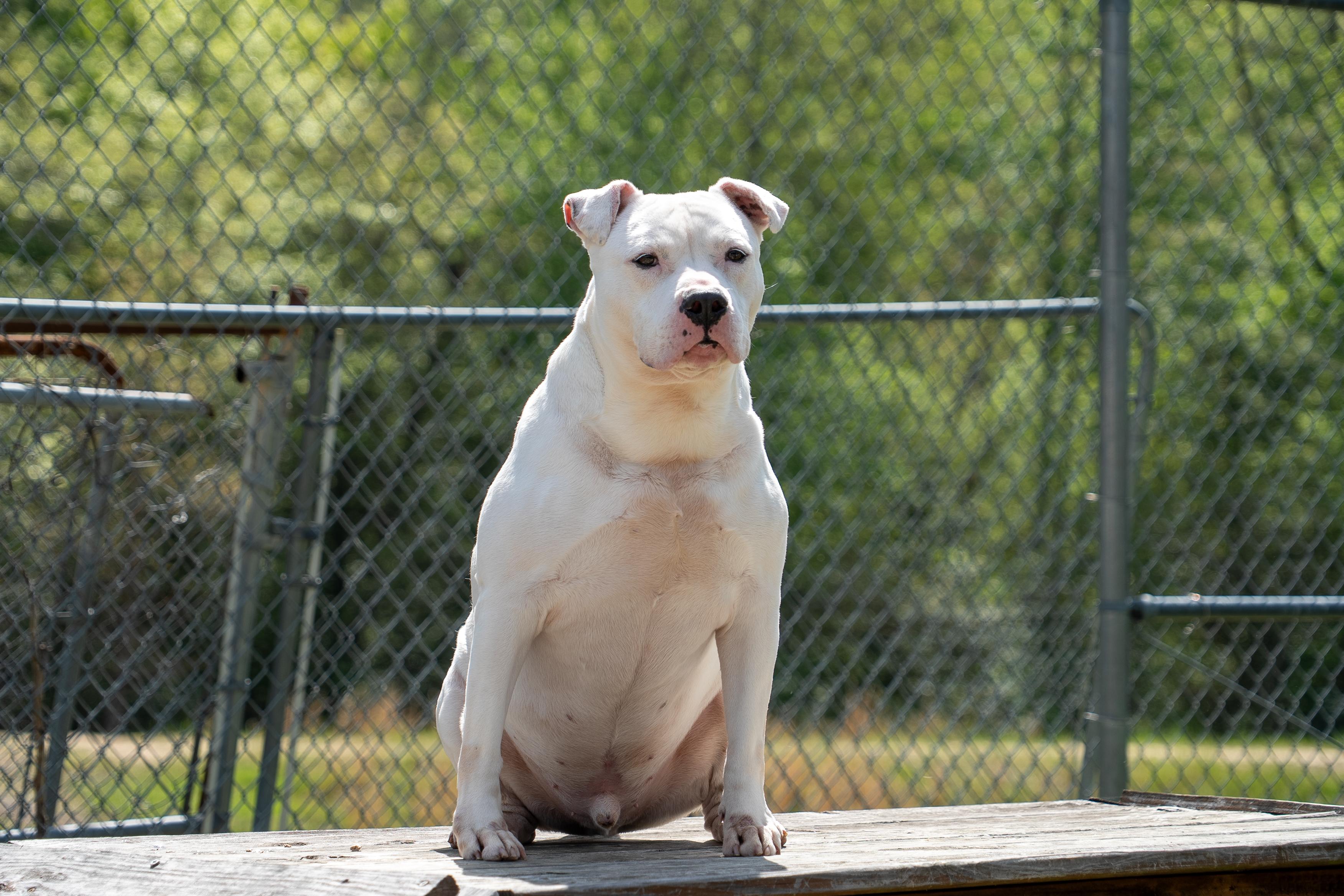 Enlarge Moonshine, a Adoptable mixed breed in King George, VA image 3/4