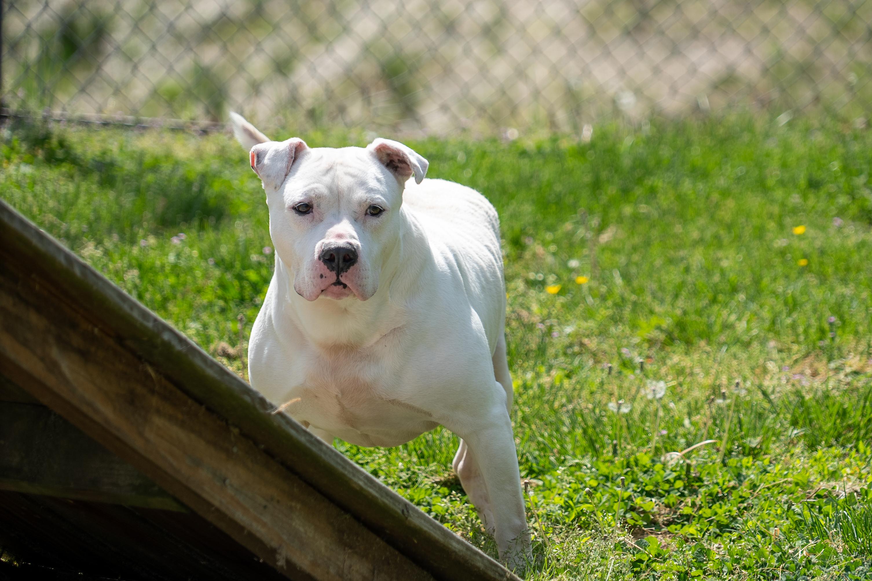 Enlarge Moonshine, a Adoptable mixed breed in King George, VA image 4/4