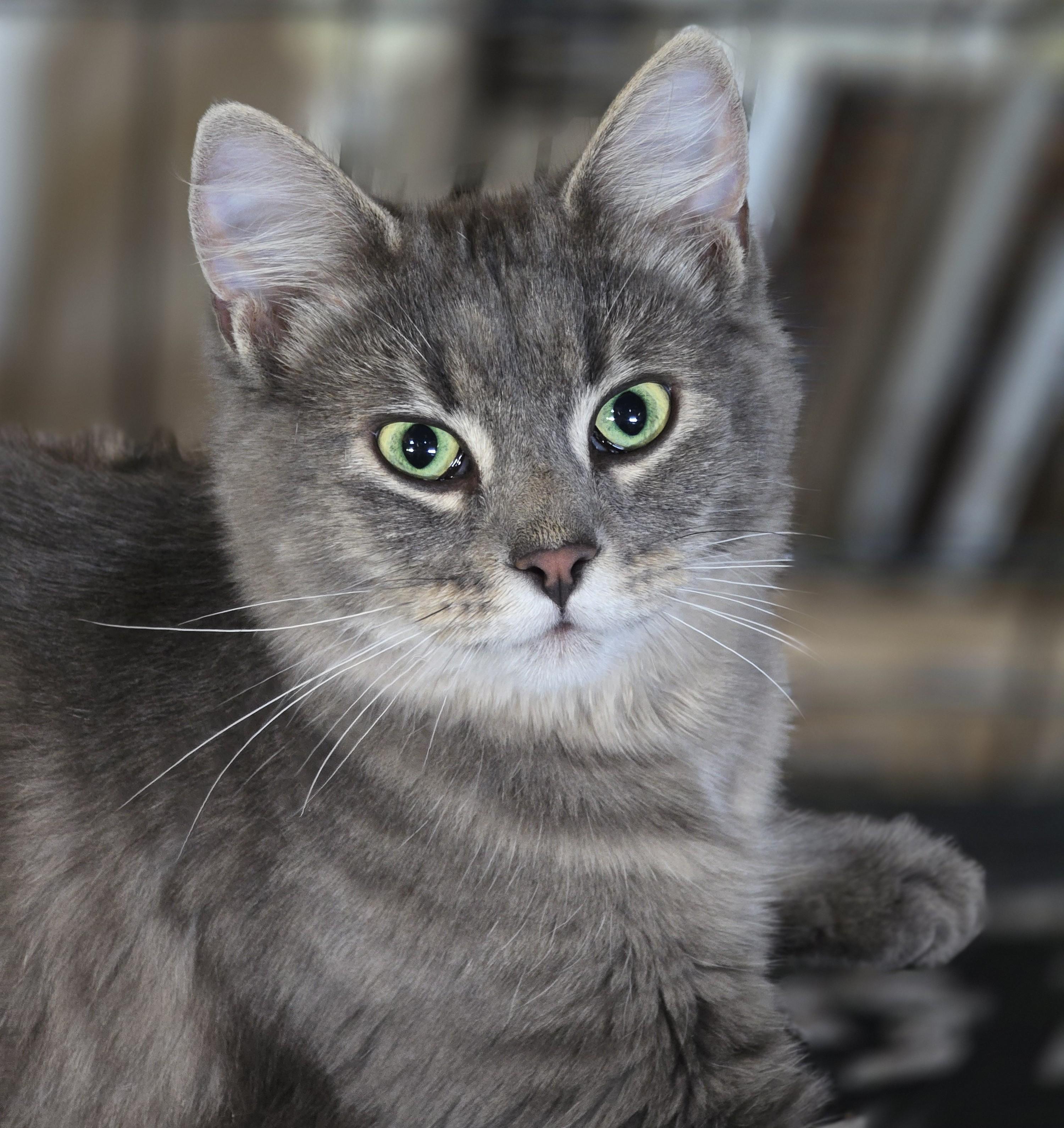 Sasha & Oscar - Born August 25, 2025, an adopted Domestic Medium Hair in Lucknow, ON image 2/6