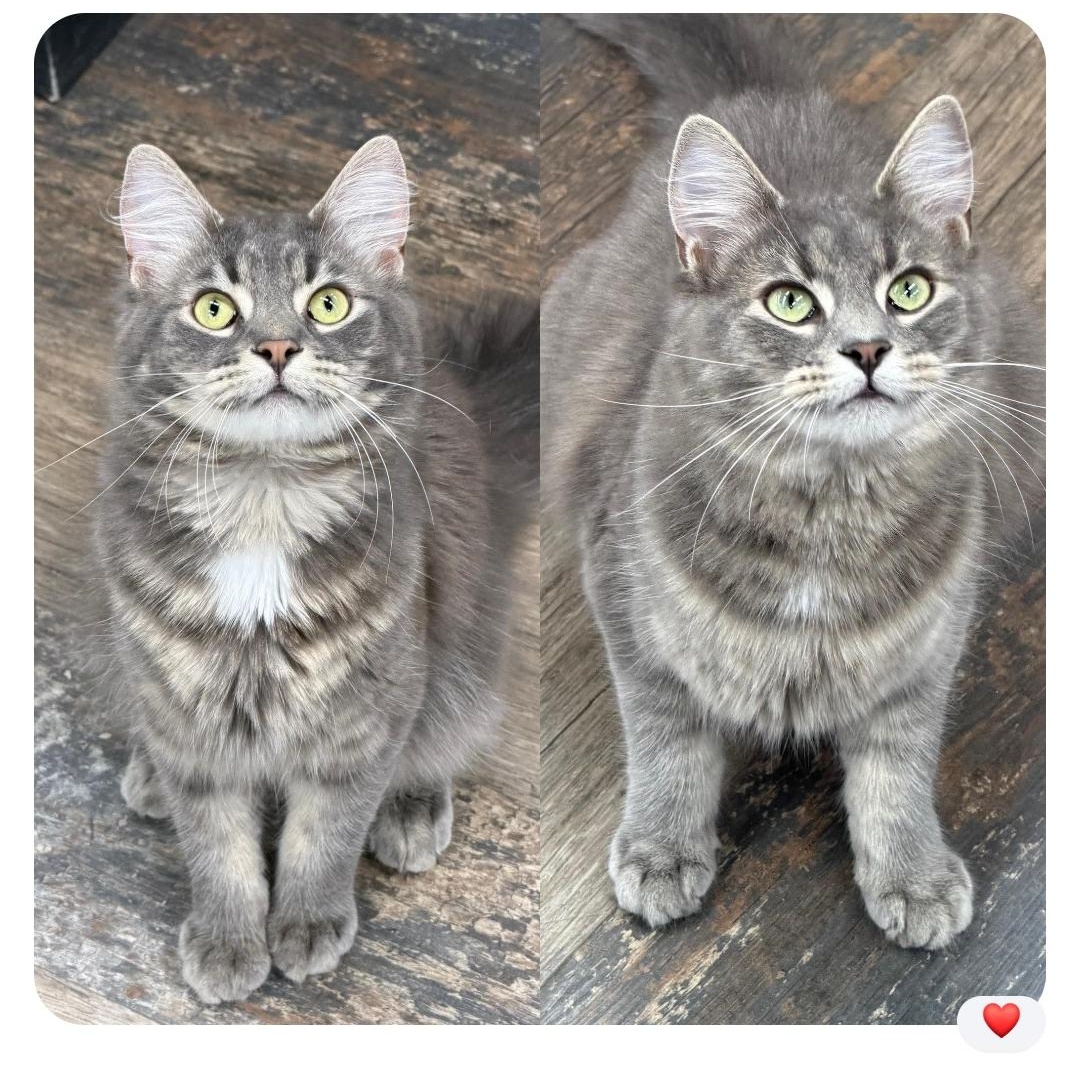 Sasha & Oscar - Born August 25, 2025, an adopted Domestic Medium Hair in Lucknow, ON image 1/6