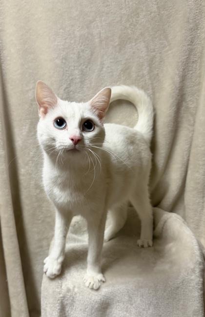 Peppermint — thumbnail 2