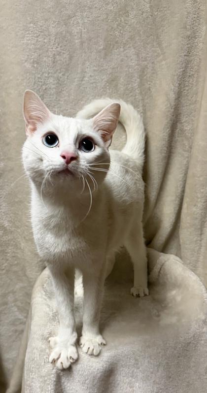 Peppermint — thumbnail 3