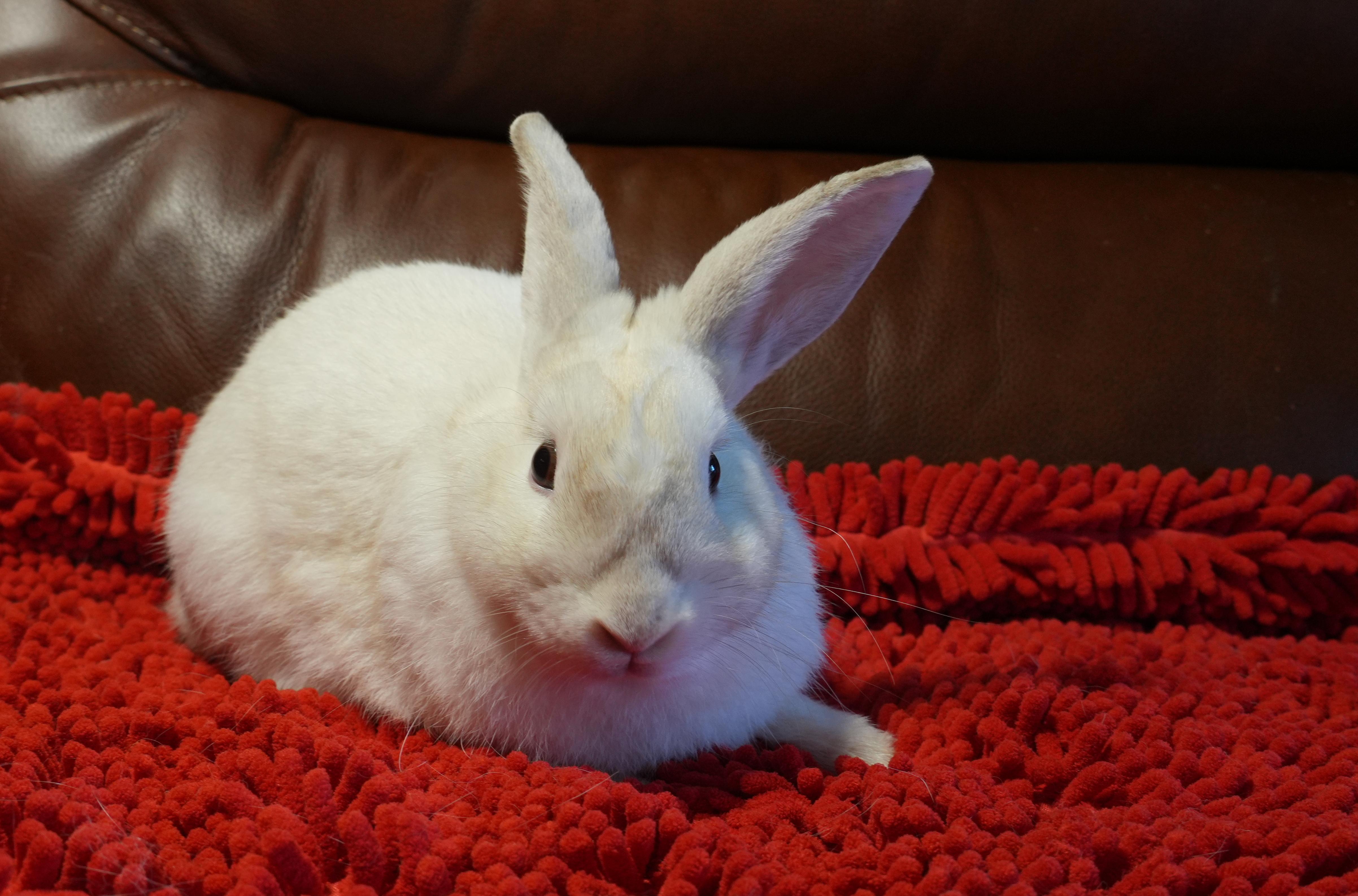 Enlarge Cobe, a ADOPTABLE mixed breed in Garland, TX image 3/4
