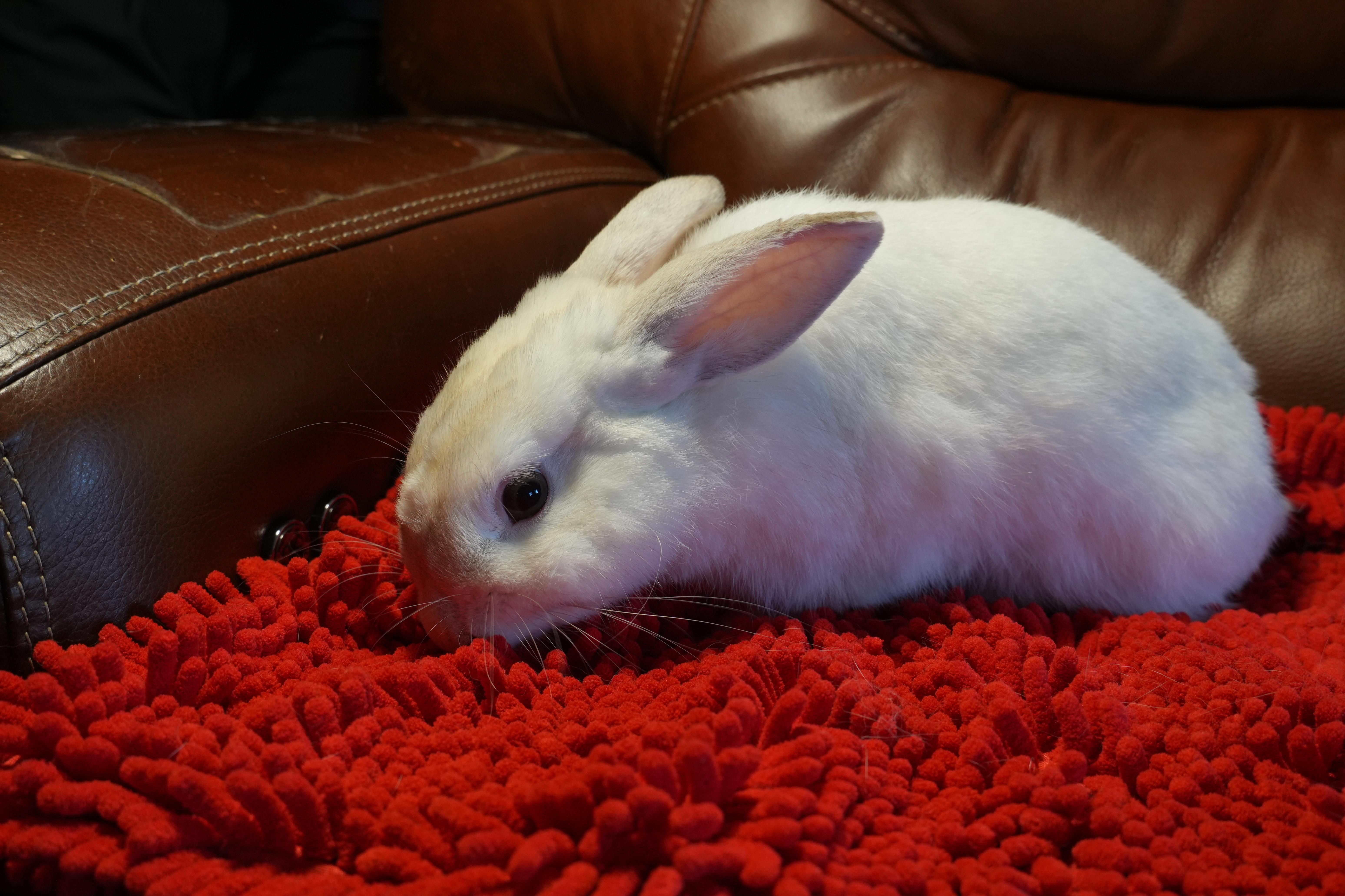 Enlarge Cobe, a ADOPTABLE mixed breed in Garland, TX image 4/4