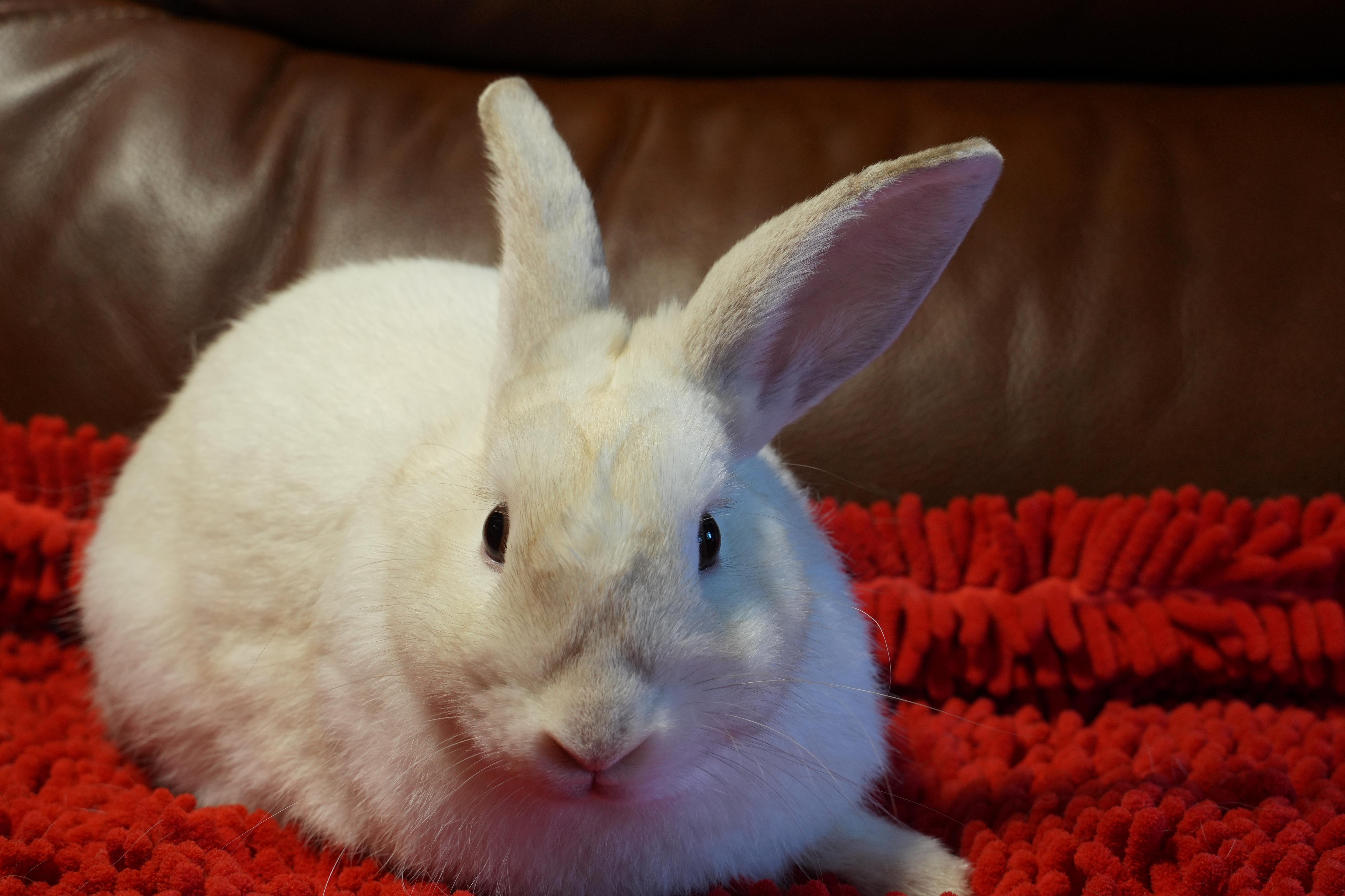Enlarge Cobe, a ADOPTABLE mixed breed in Garland, TX image 1/4