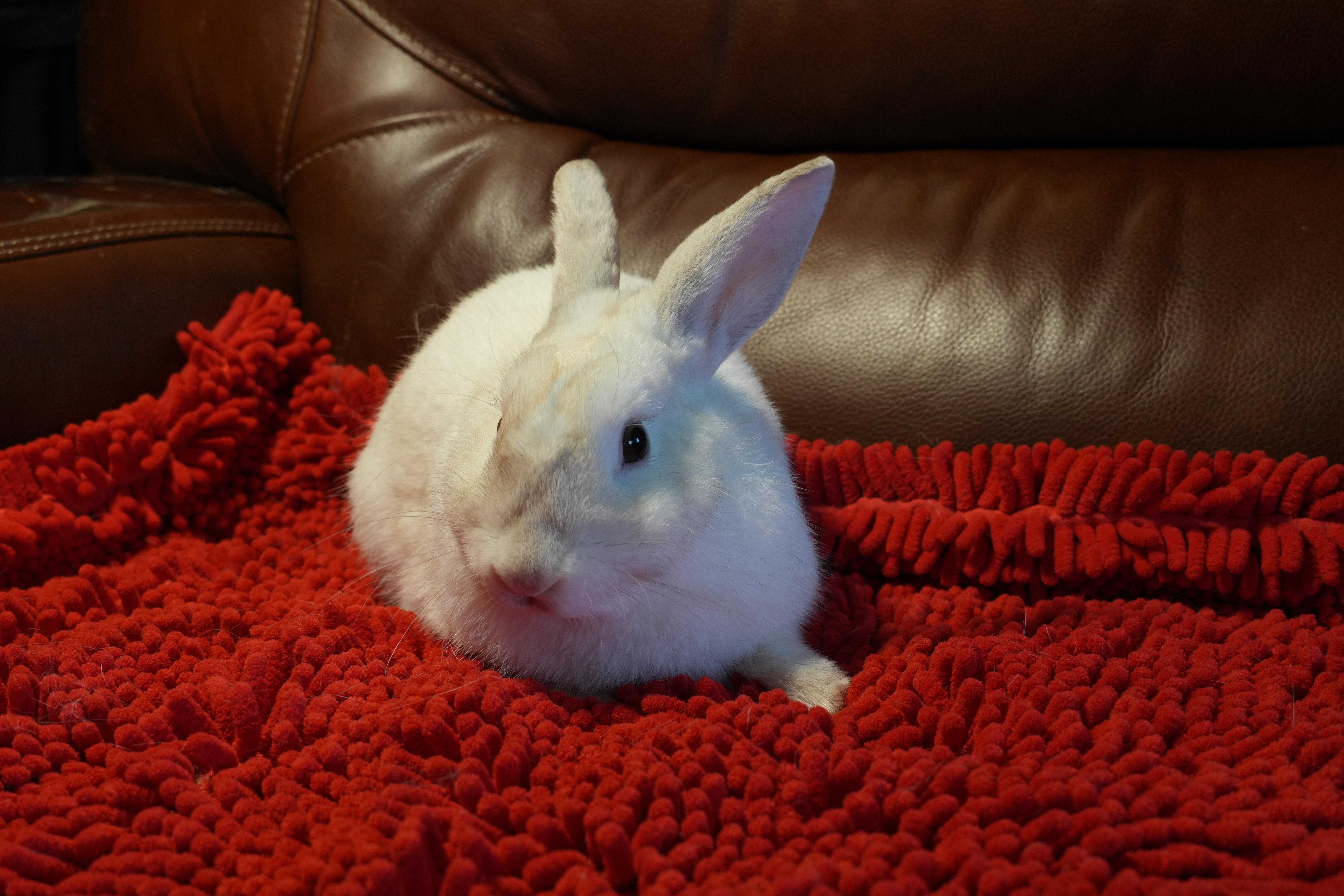 Enlarge Cobe, a ADOPTABLE mixed breed in Garland, TX image 2/4